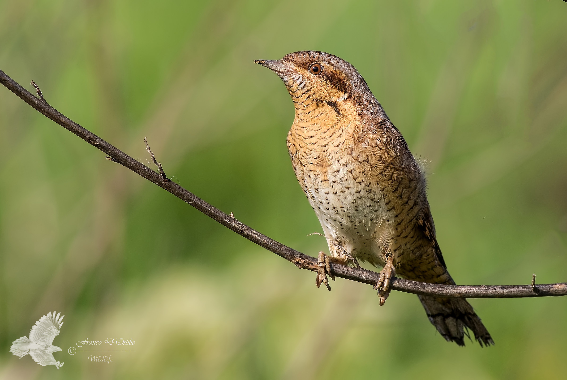 Jynx torquilla - Wryneck.