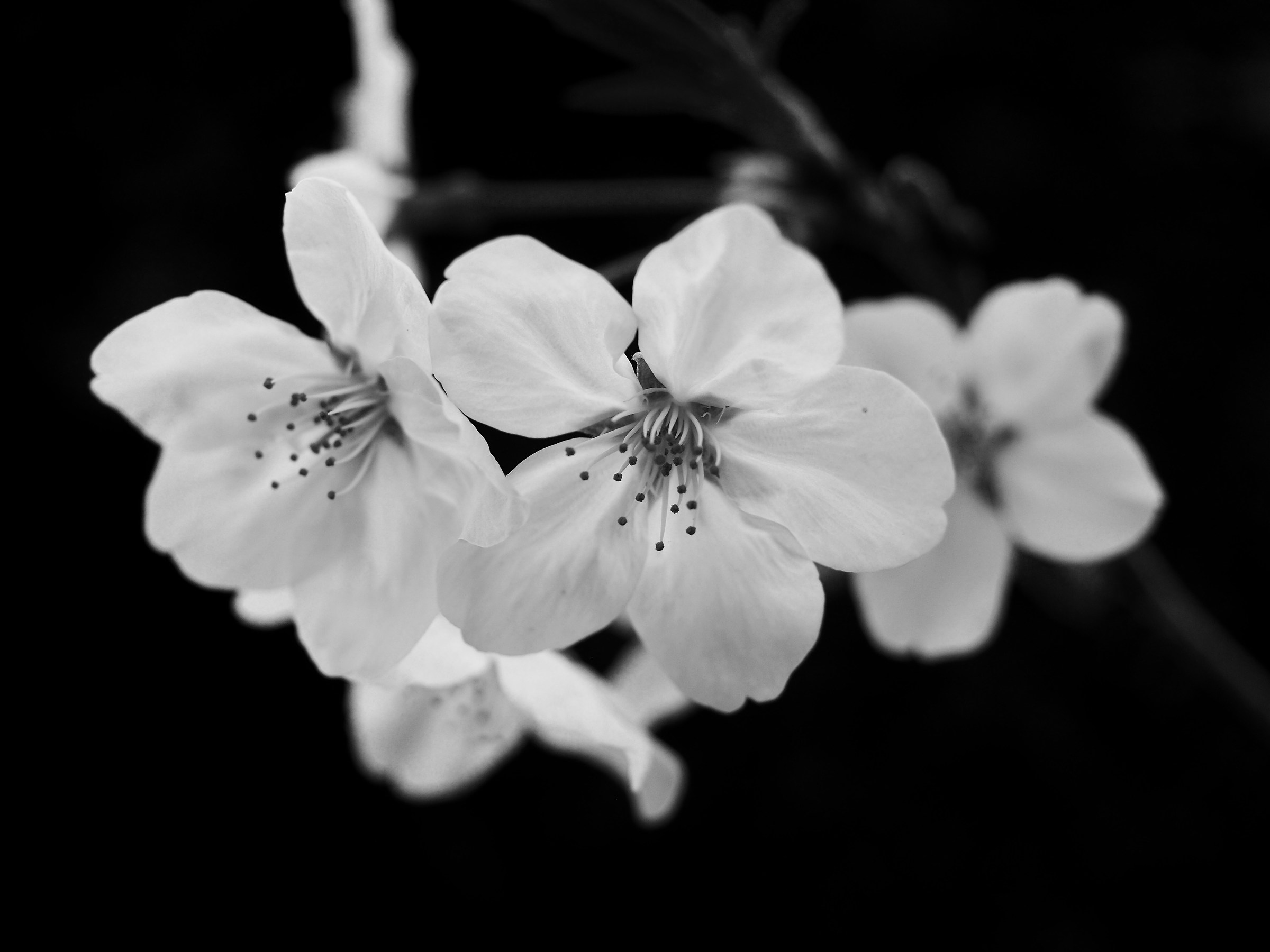 Sakura in bw