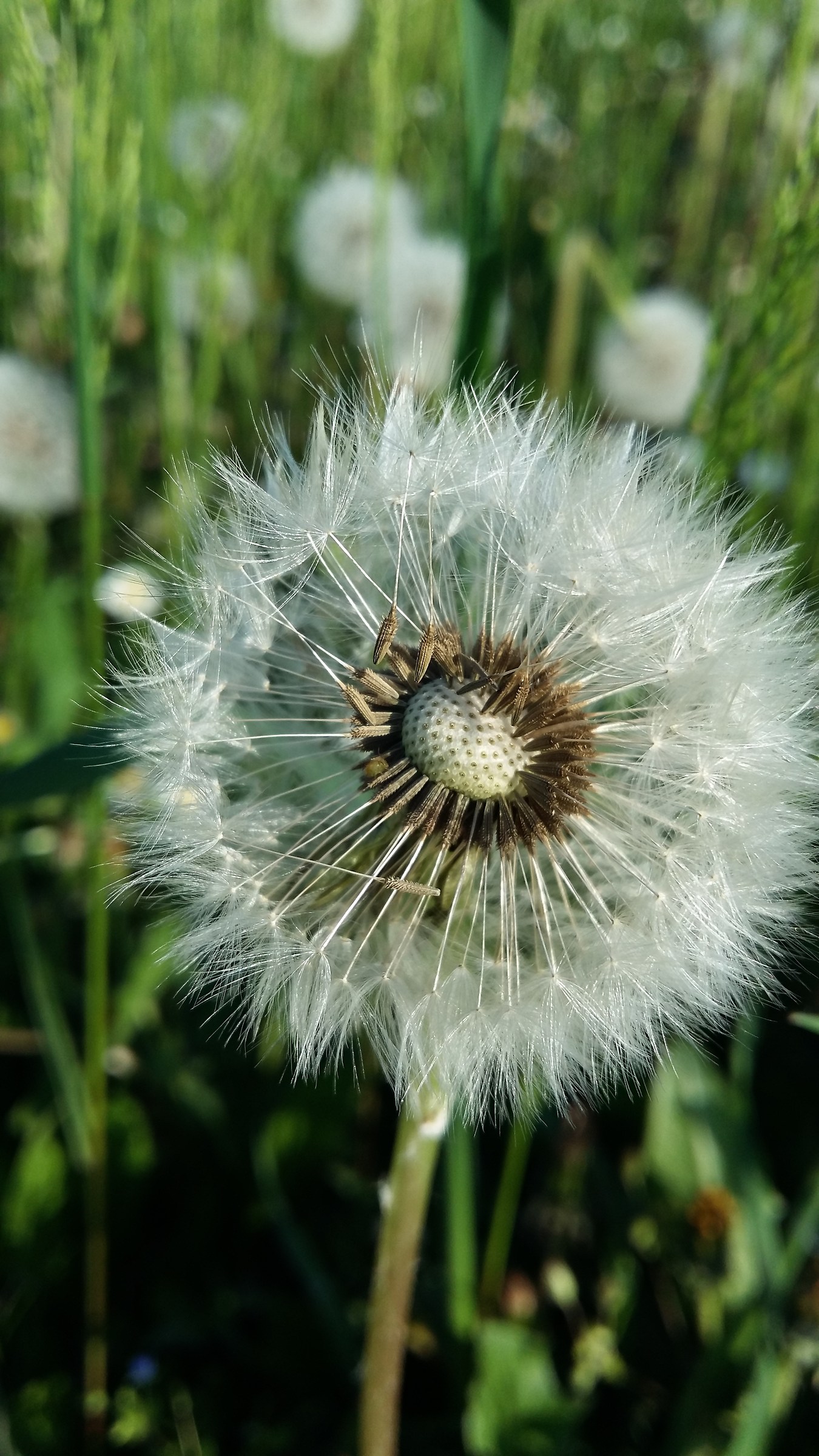 dandelion