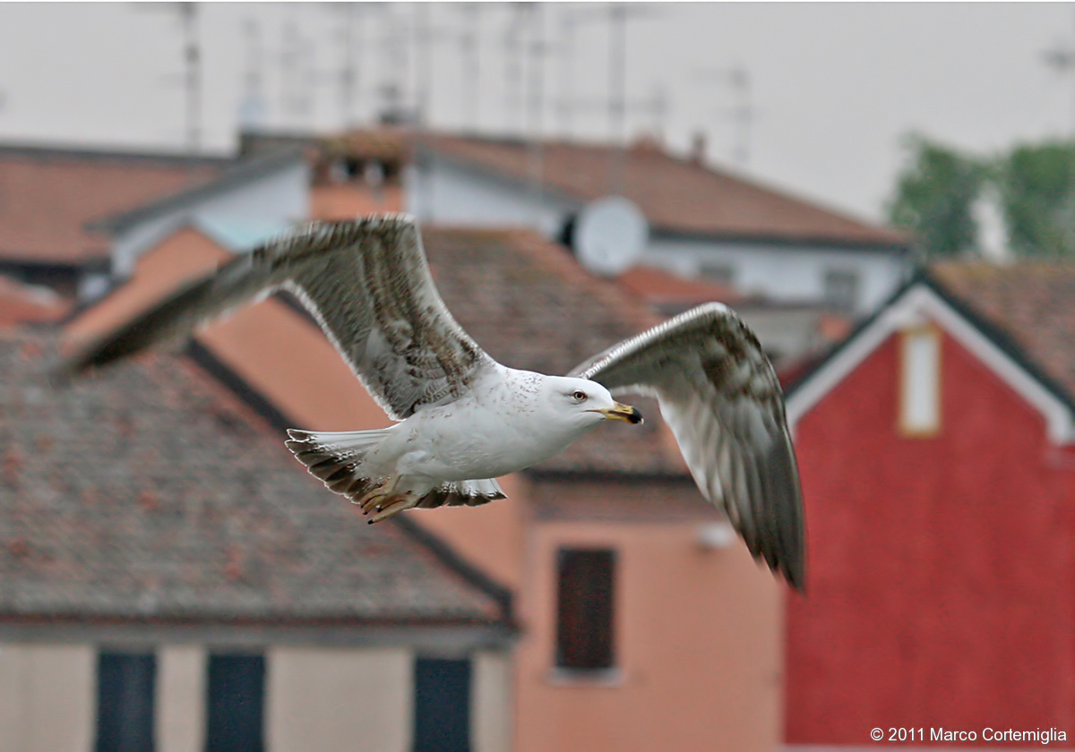 Gabbiano reale (Larus michahellis)