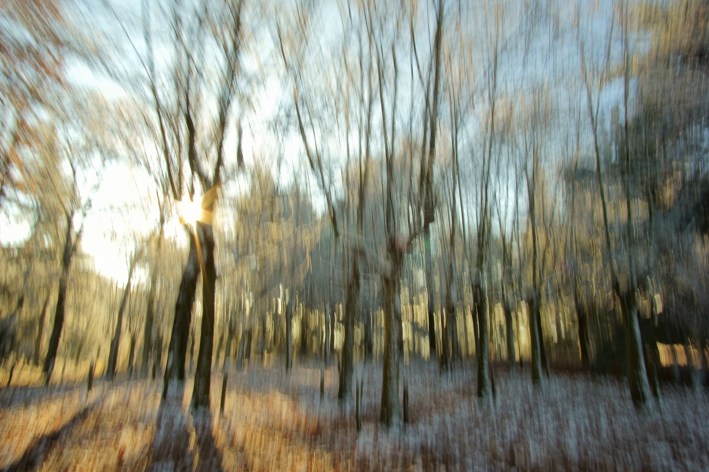 mysteries of the forest