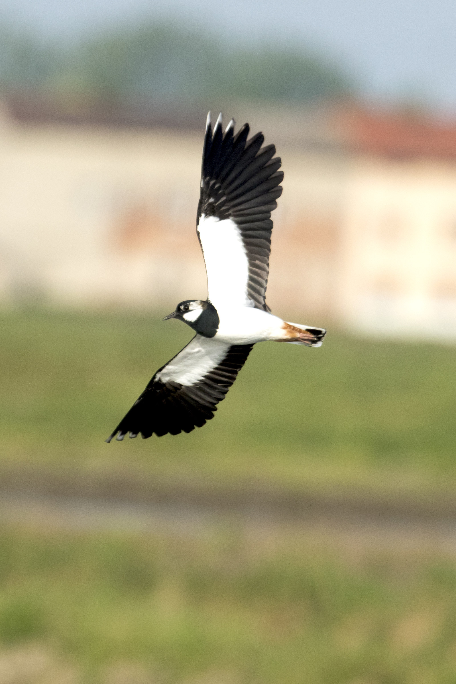 Pavoncella in virata