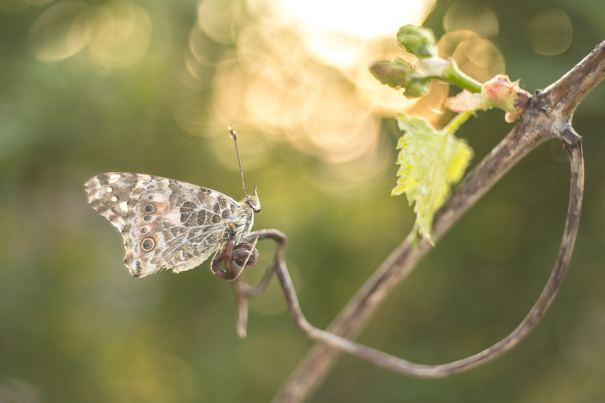Il risveglio della Vite...