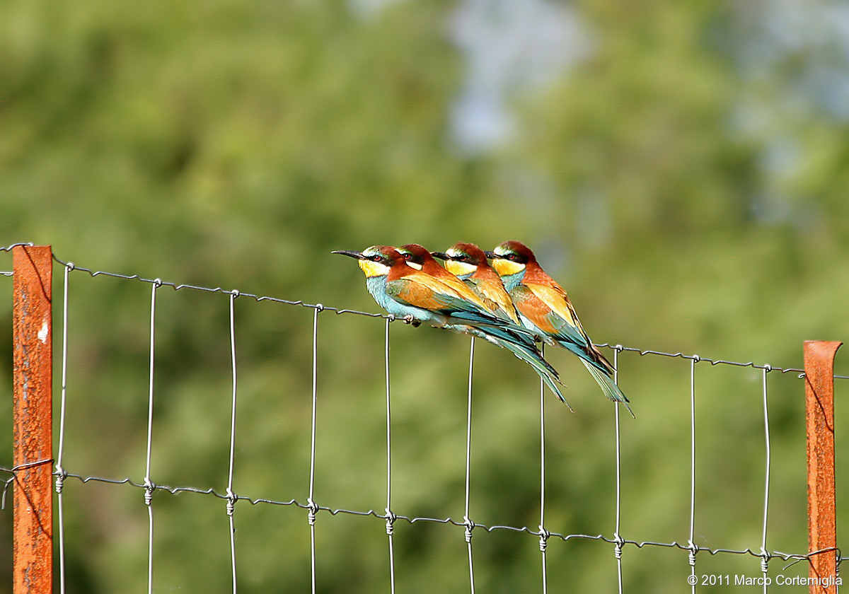 Gruccioni (Merops apiaster)