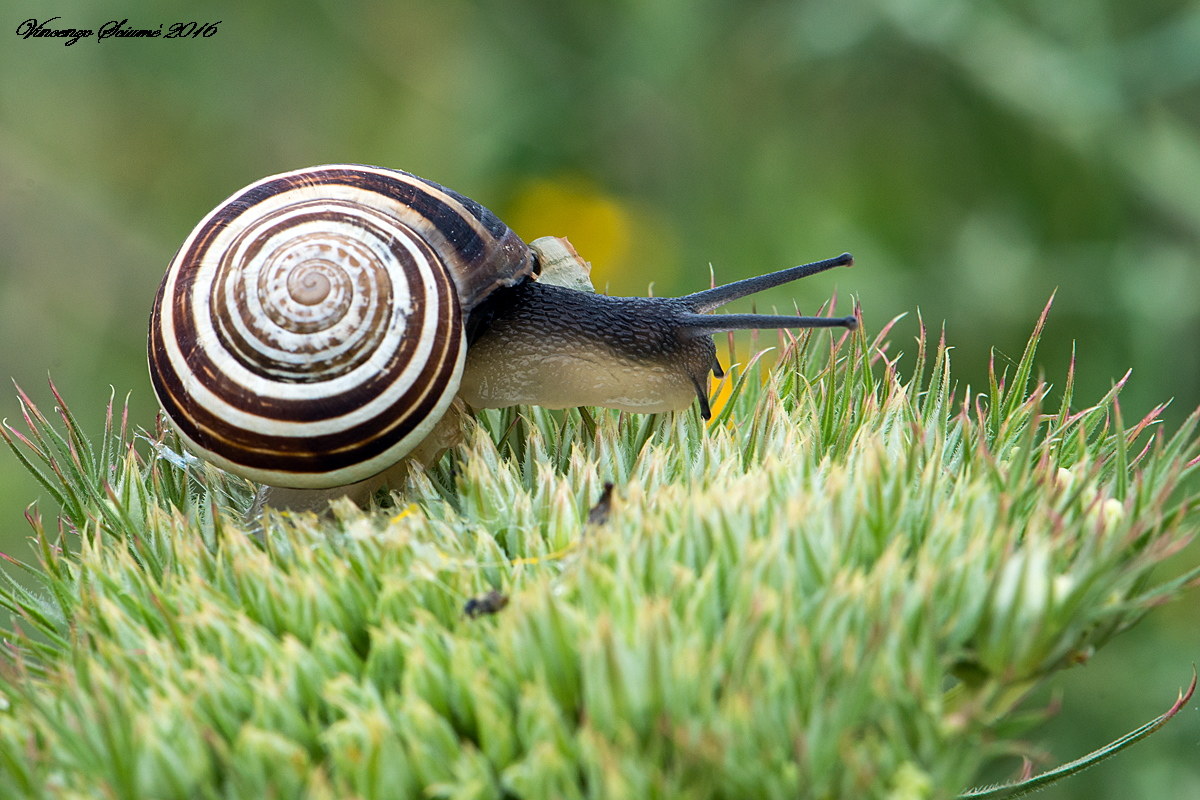 Snail.