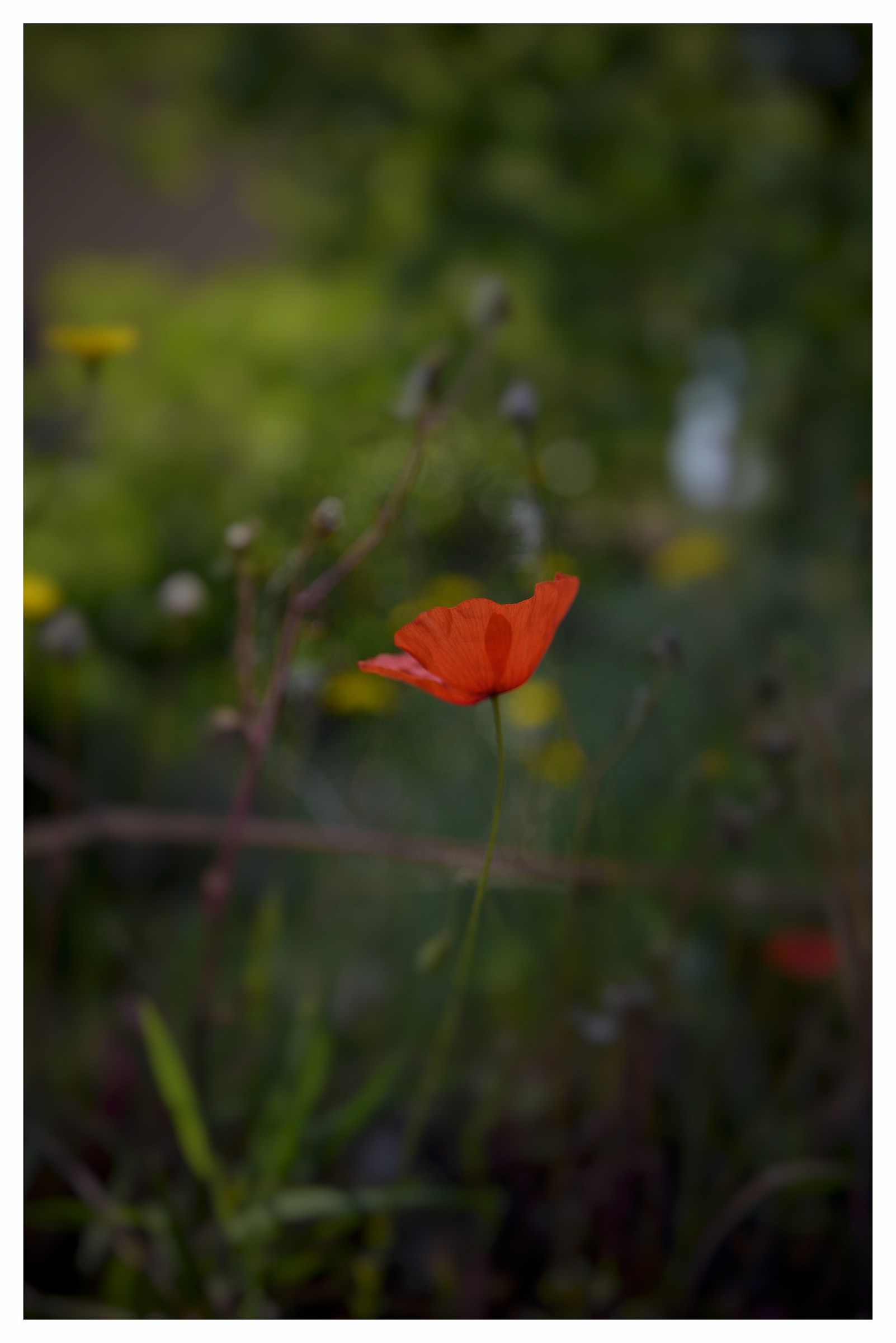 A small poppy