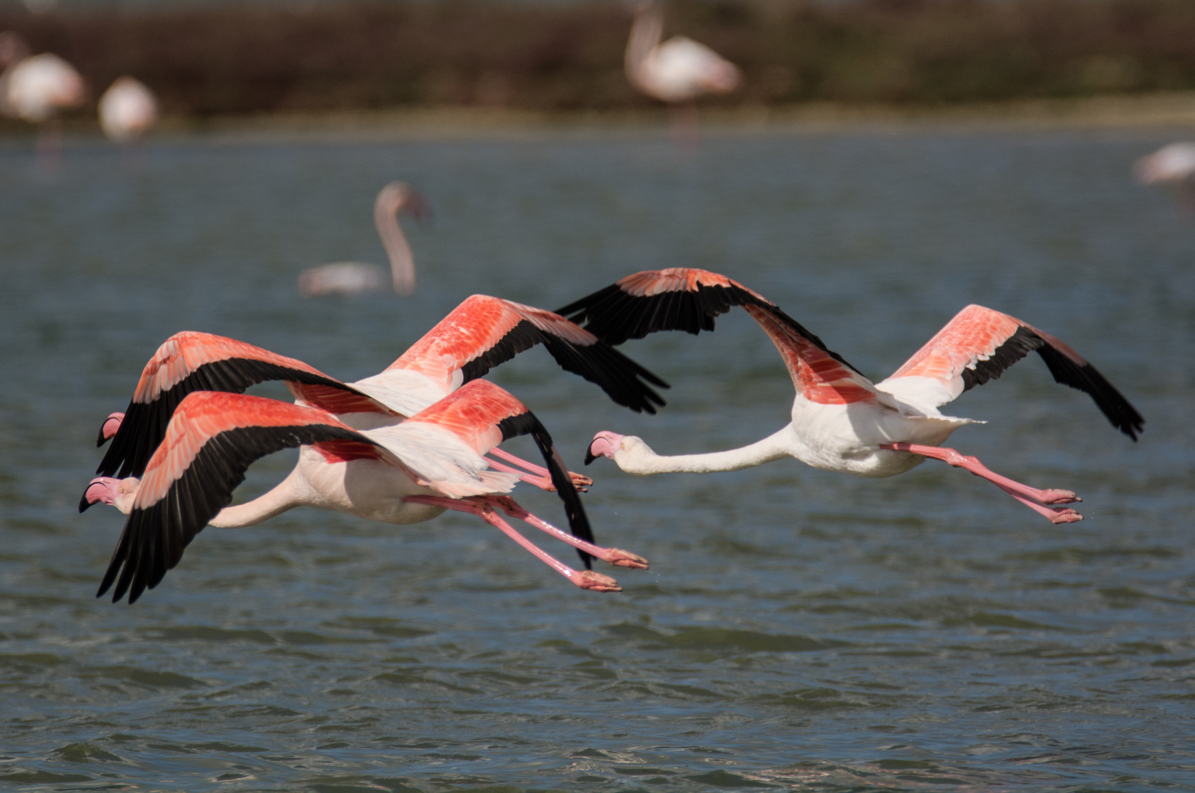 flight of flamingos