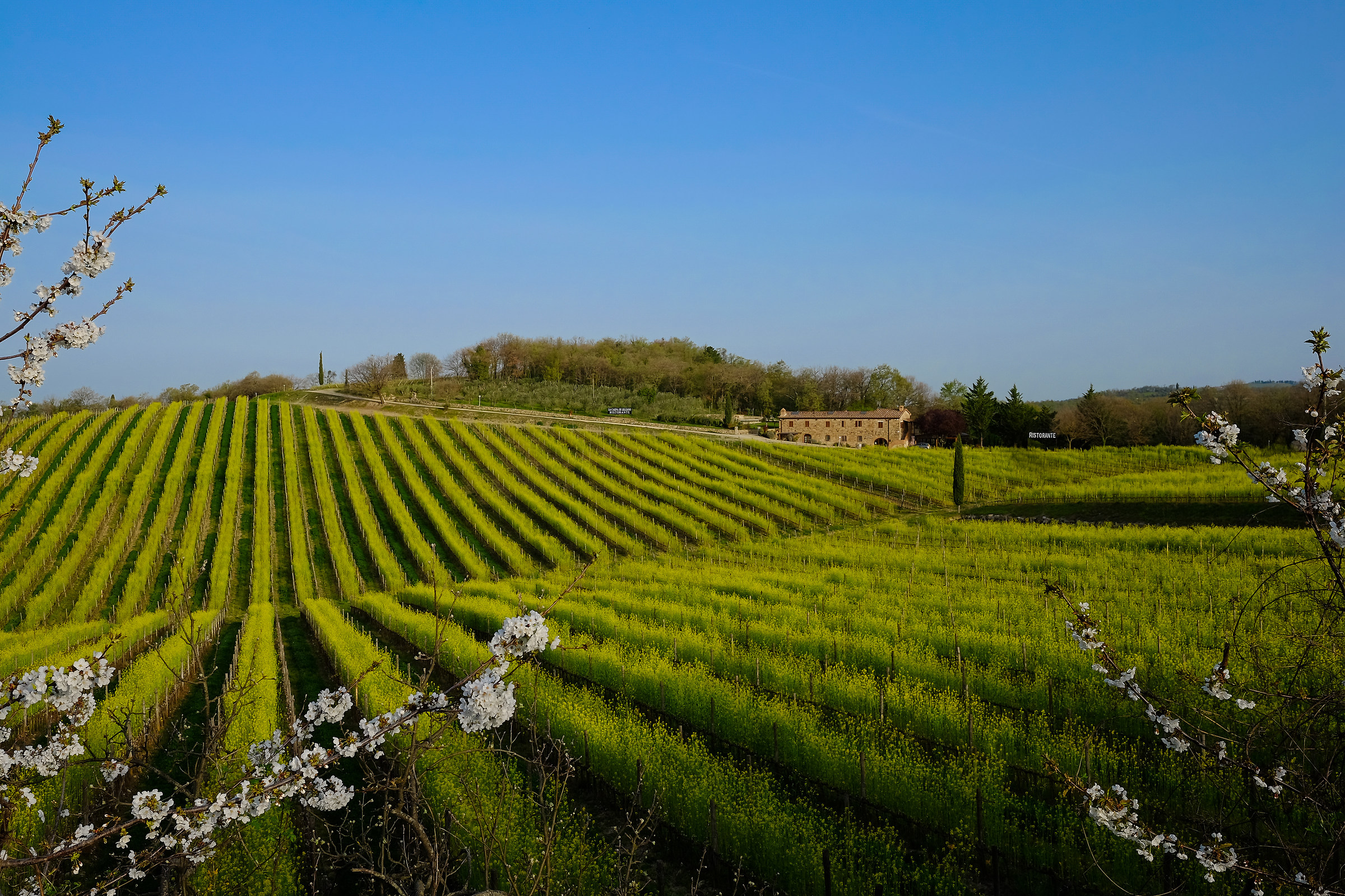 La primavera è arrivata nel Chianti