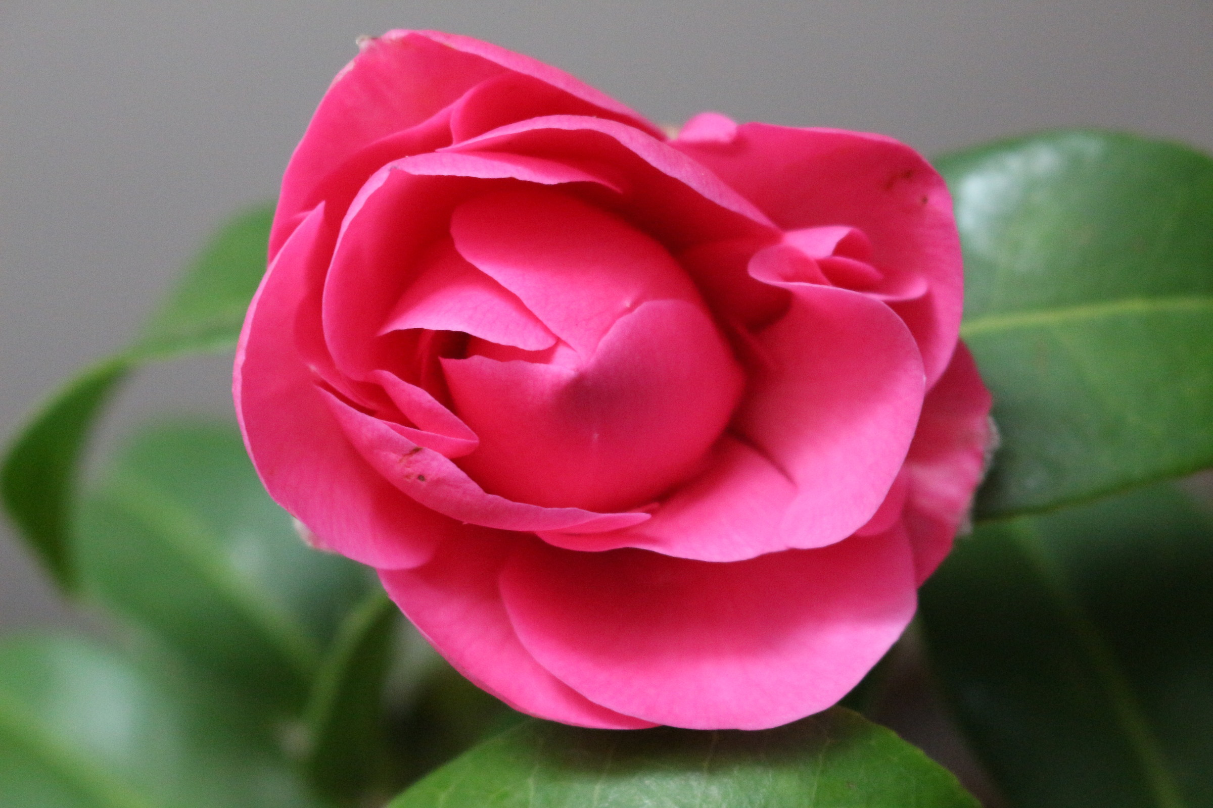 Camellia pink ...