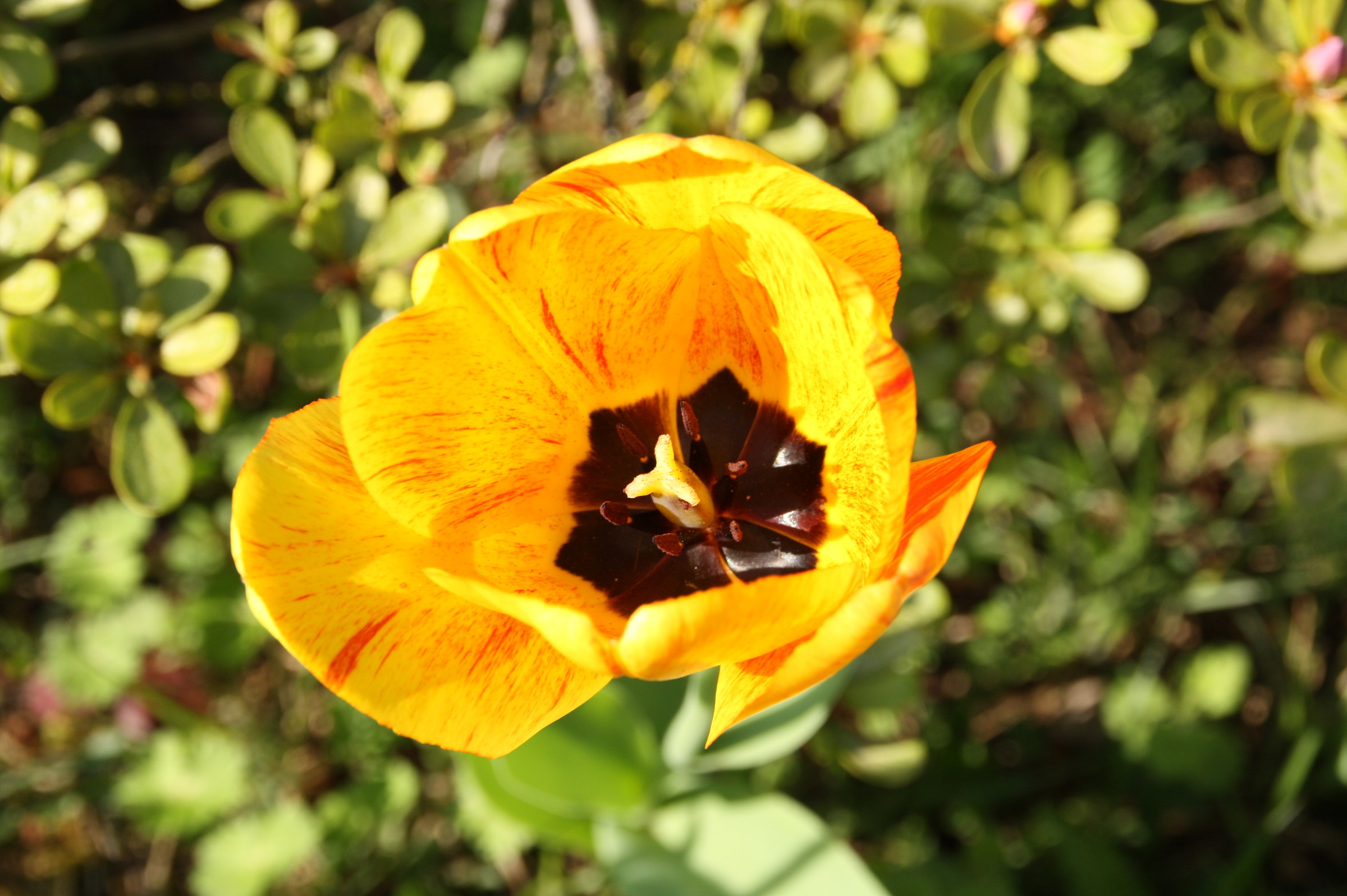 The colors of the sun