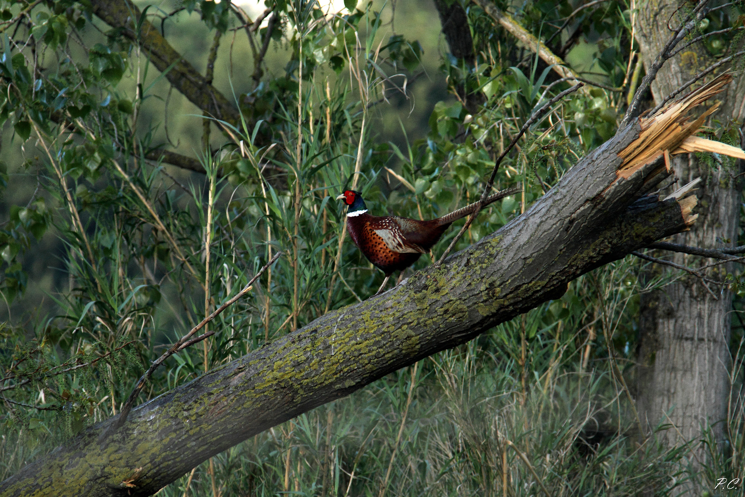 la forza del fagiano