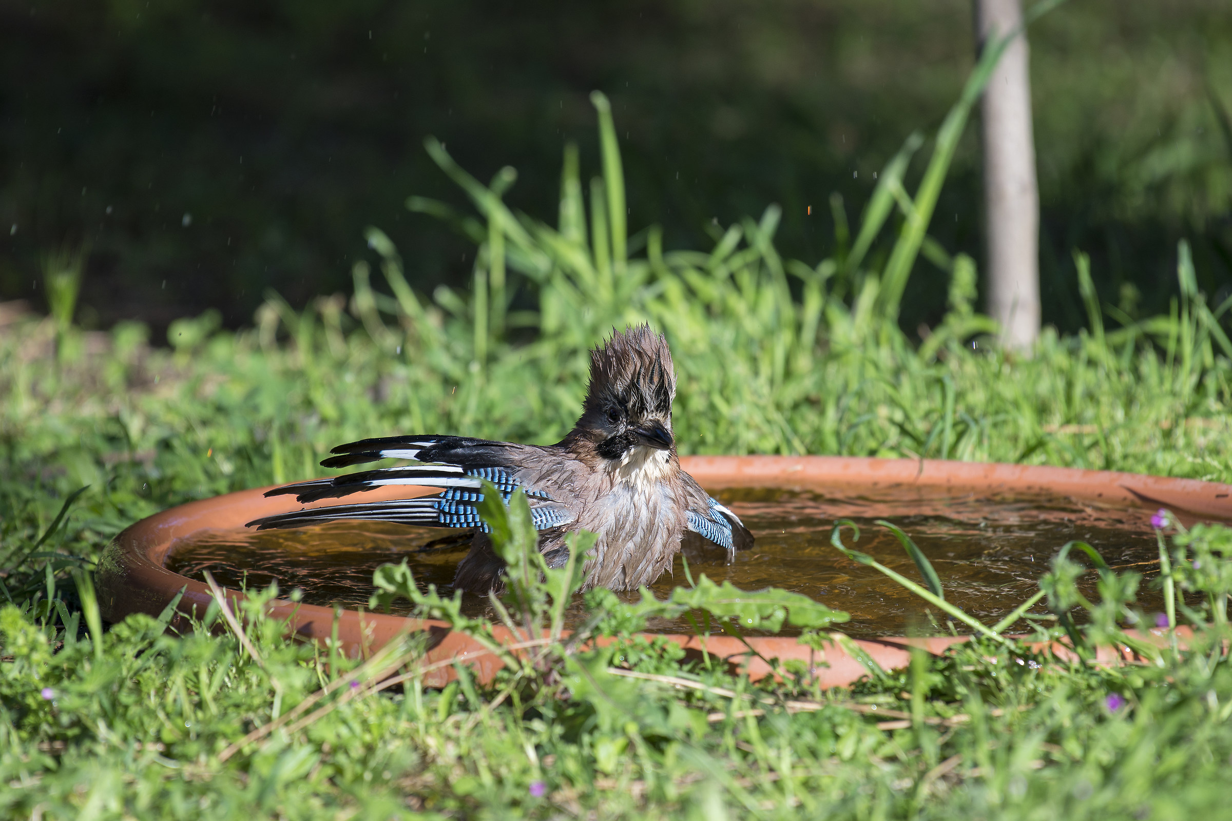 Jay intent on having a bath