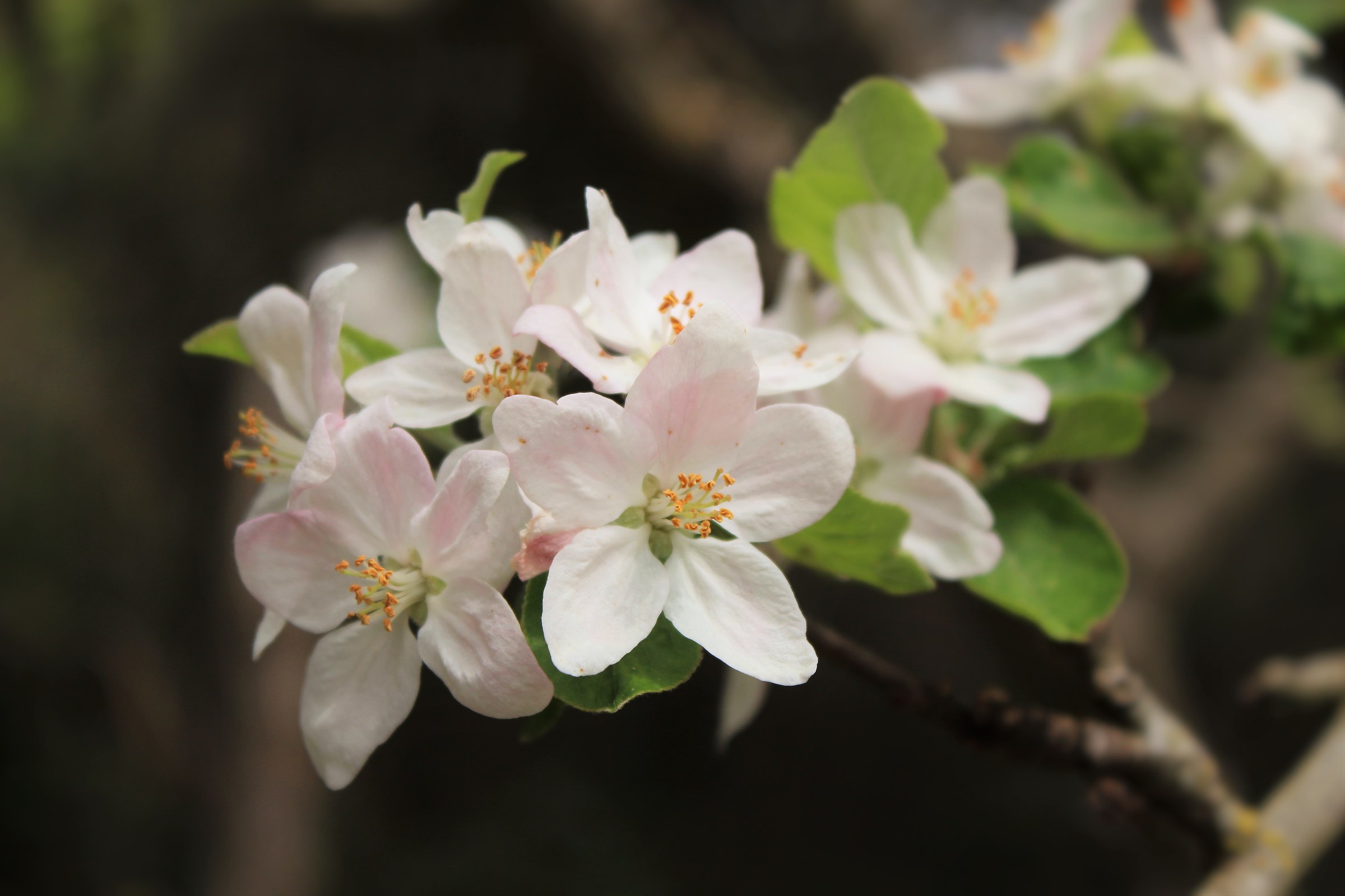 La fioritura del ciliegio photo 1