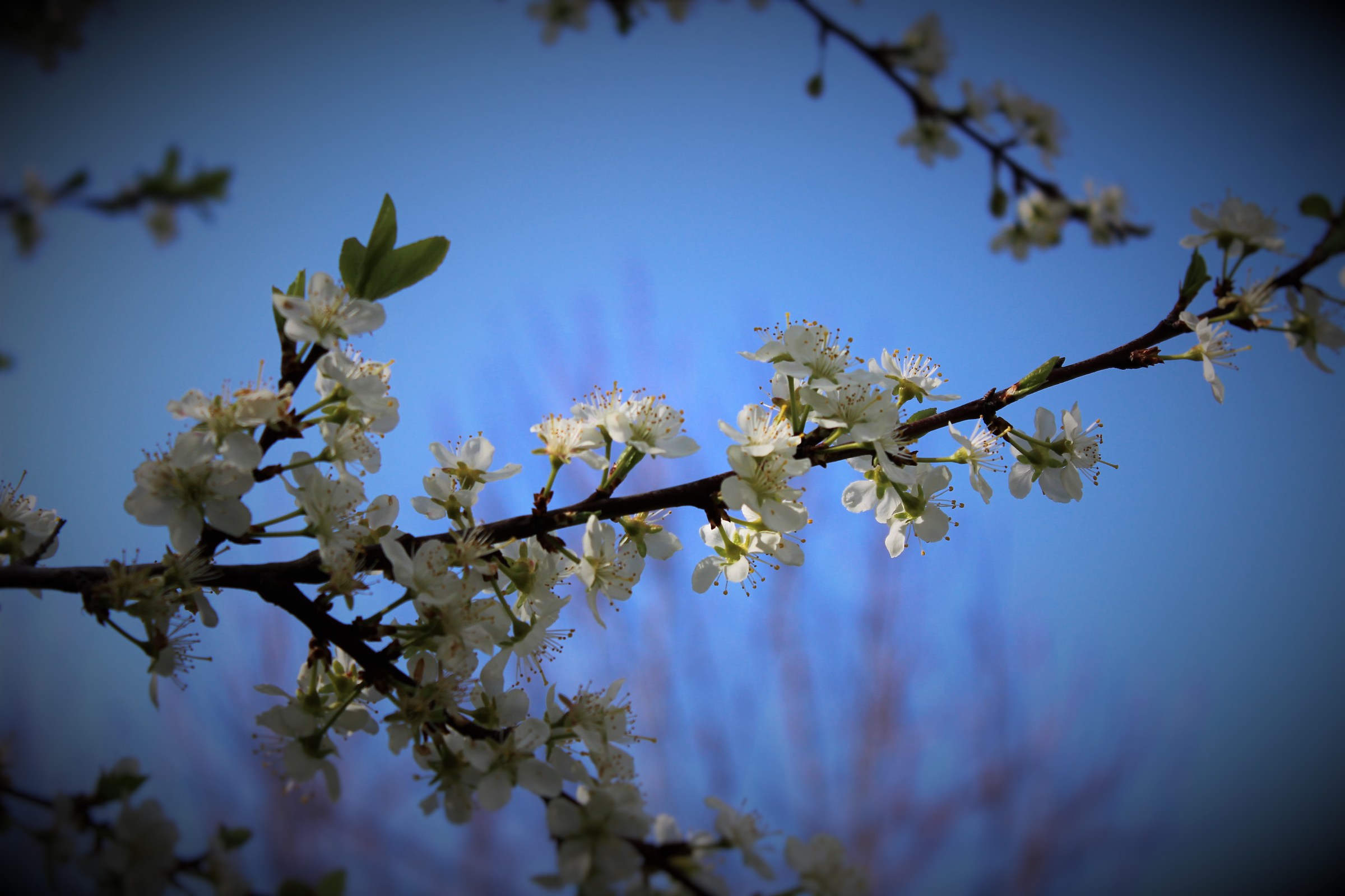 La fioritura del ciliegio photo 2