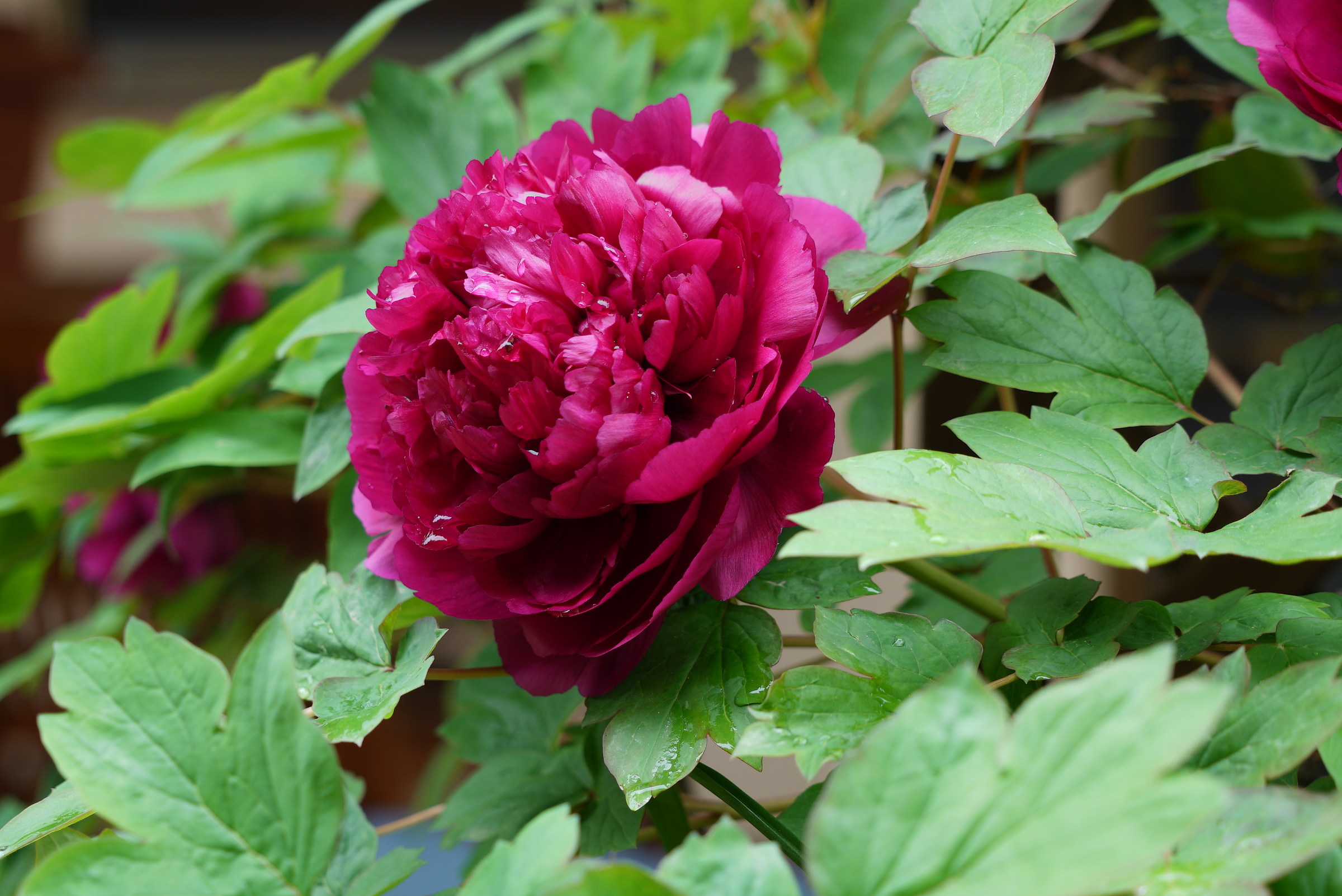 Peonia