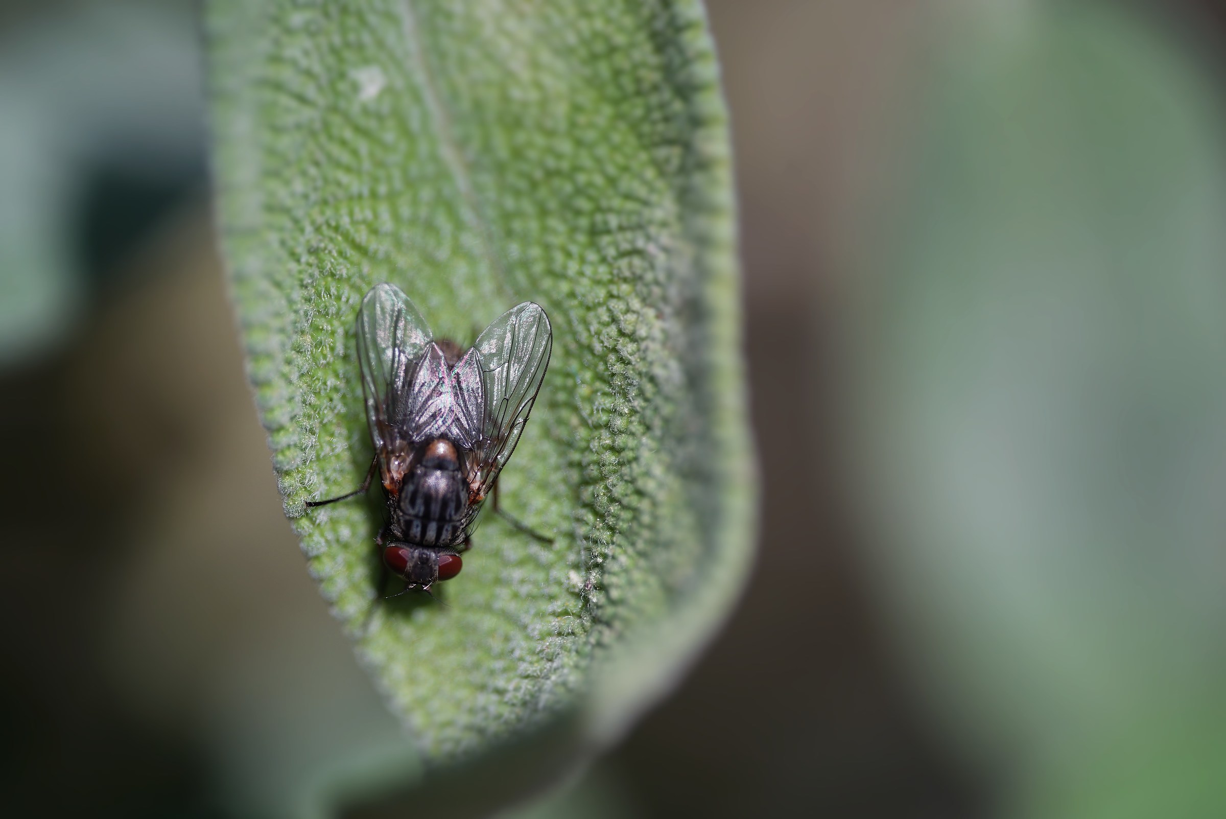 Mosca su foglia di Salvia