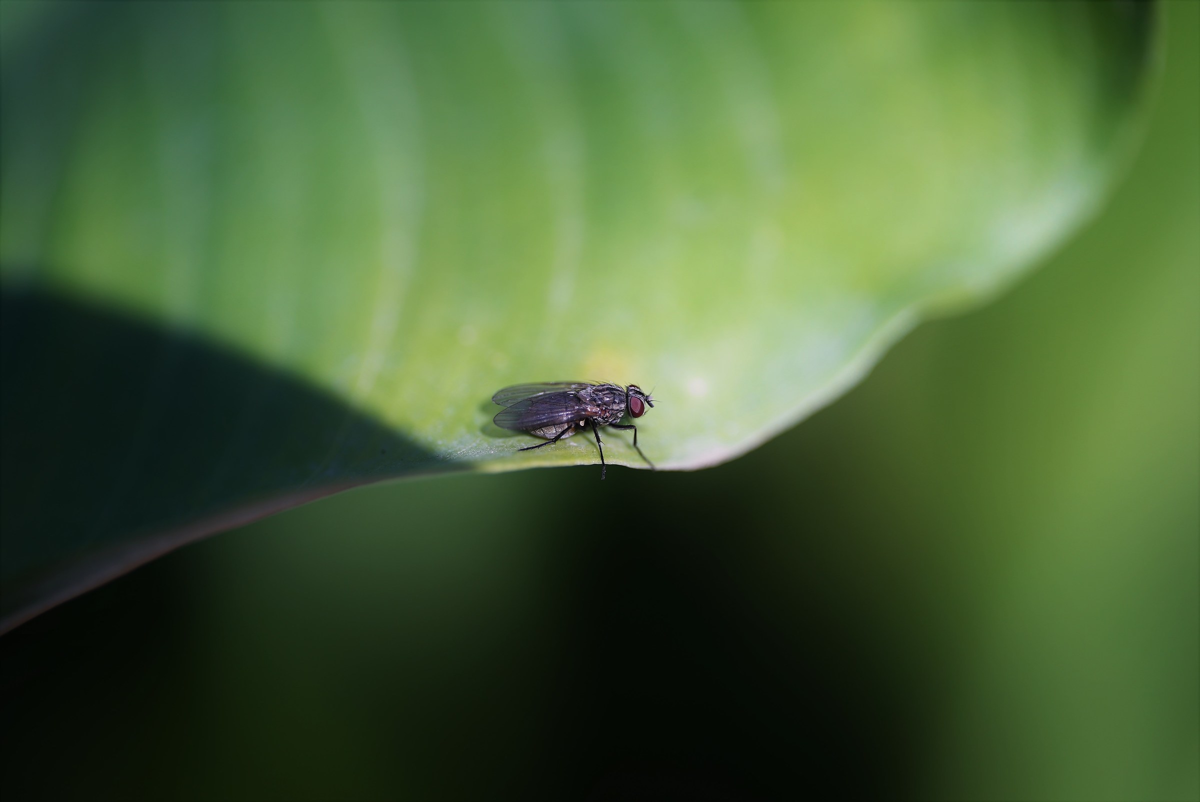 Mosca su foglia di calla