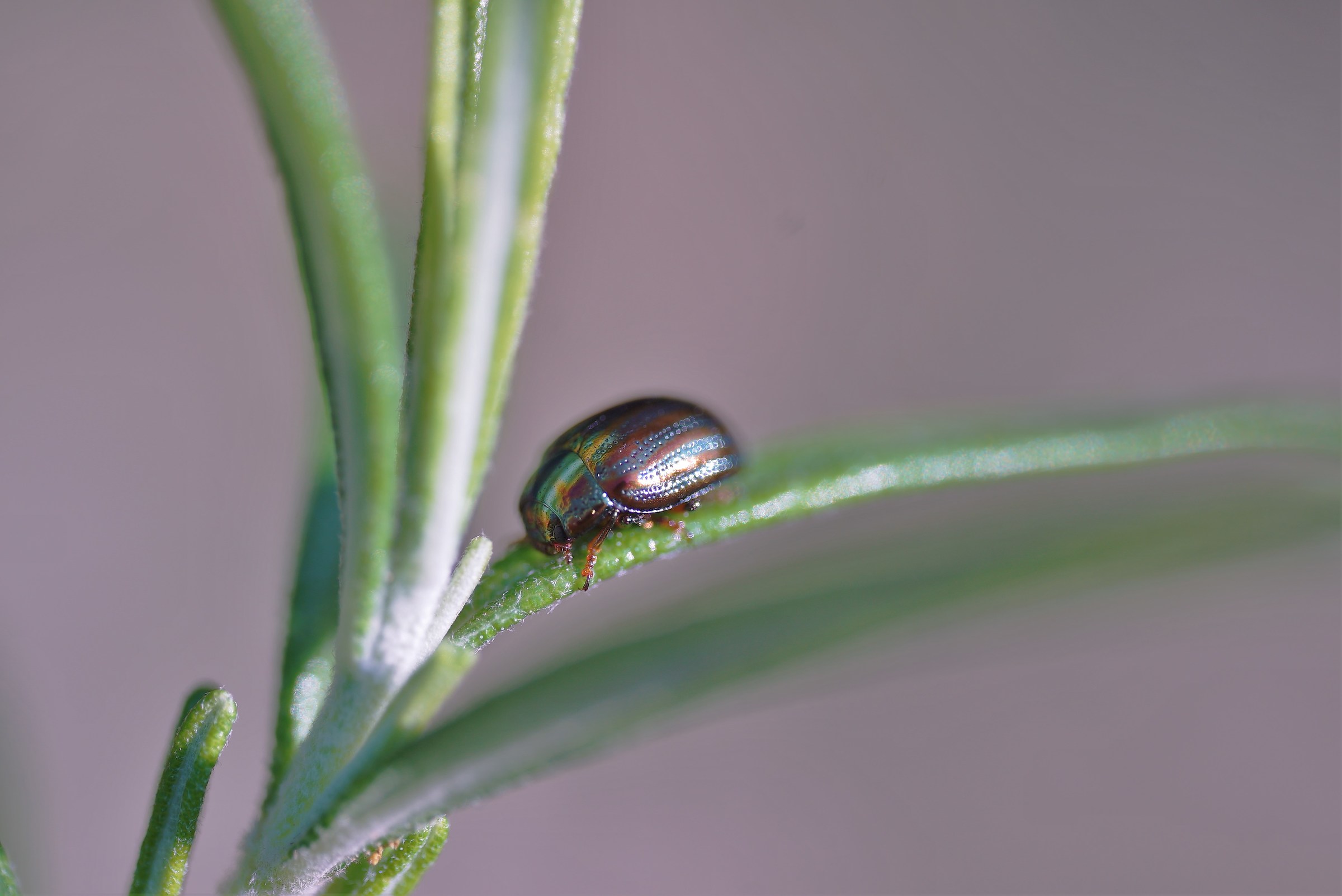 Coleottero su foglia di rosmarino
