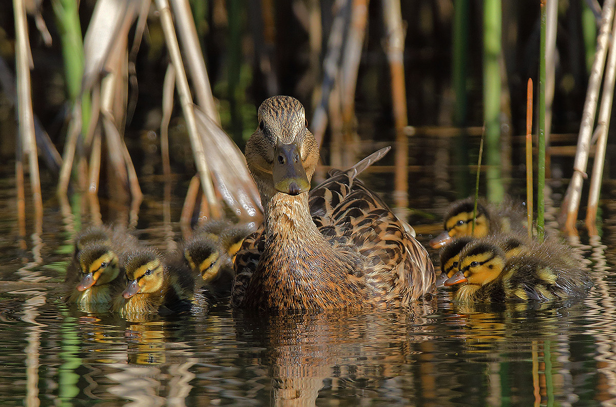 germana and offspring
