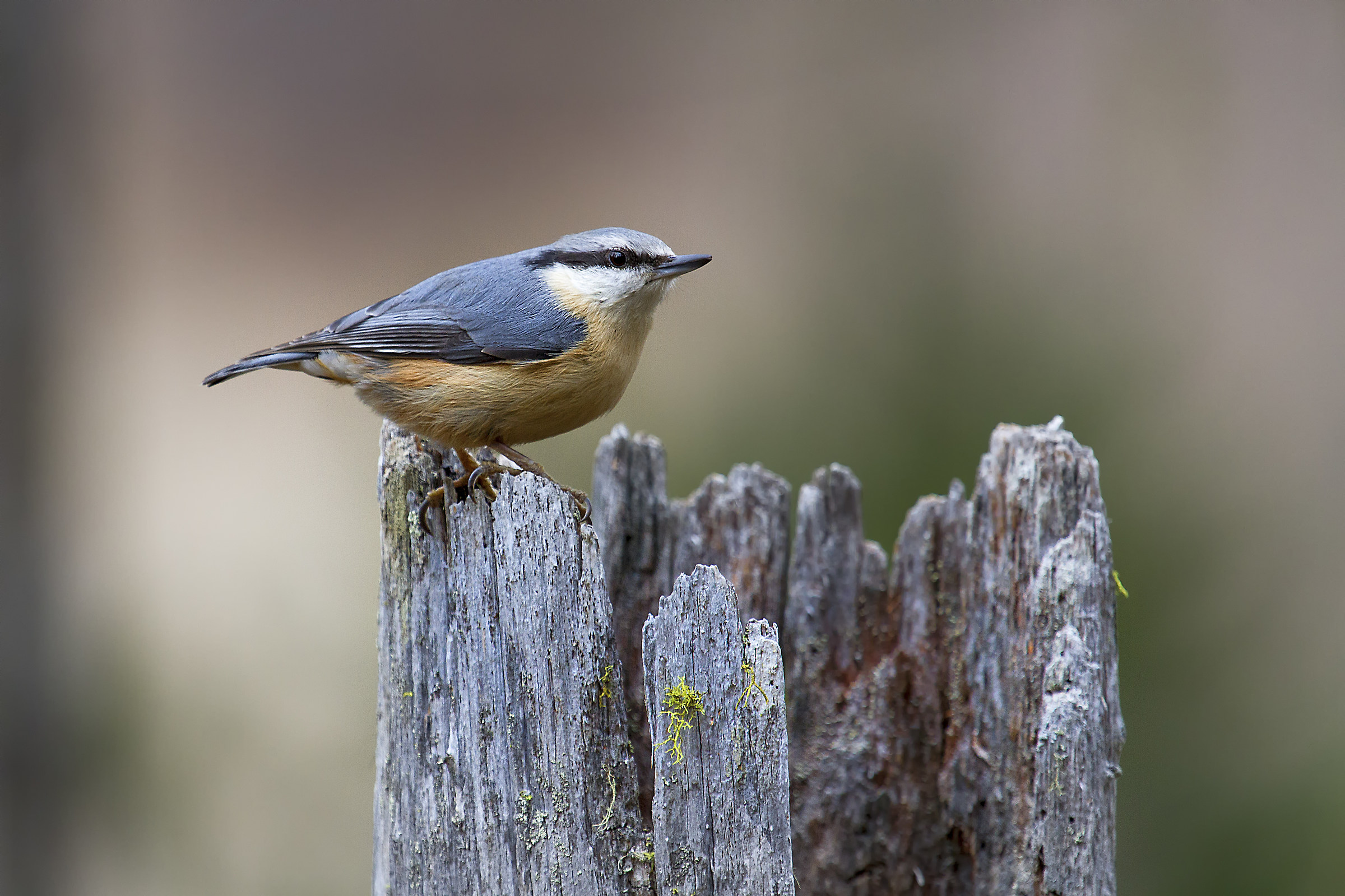 nuthatch