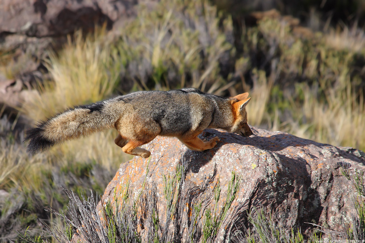 Lycalopex culpaeus III