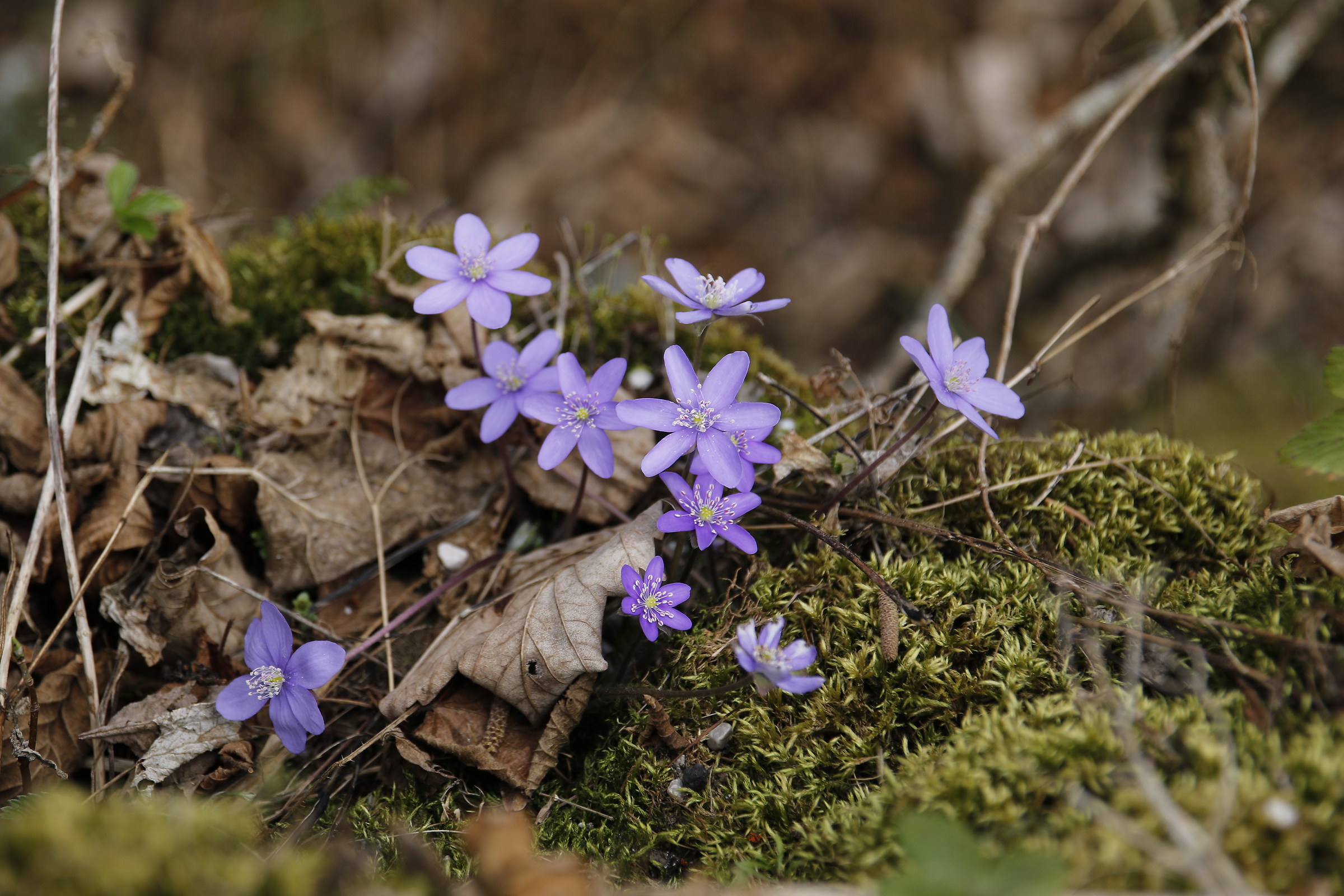 Fiori di primavera in montagna