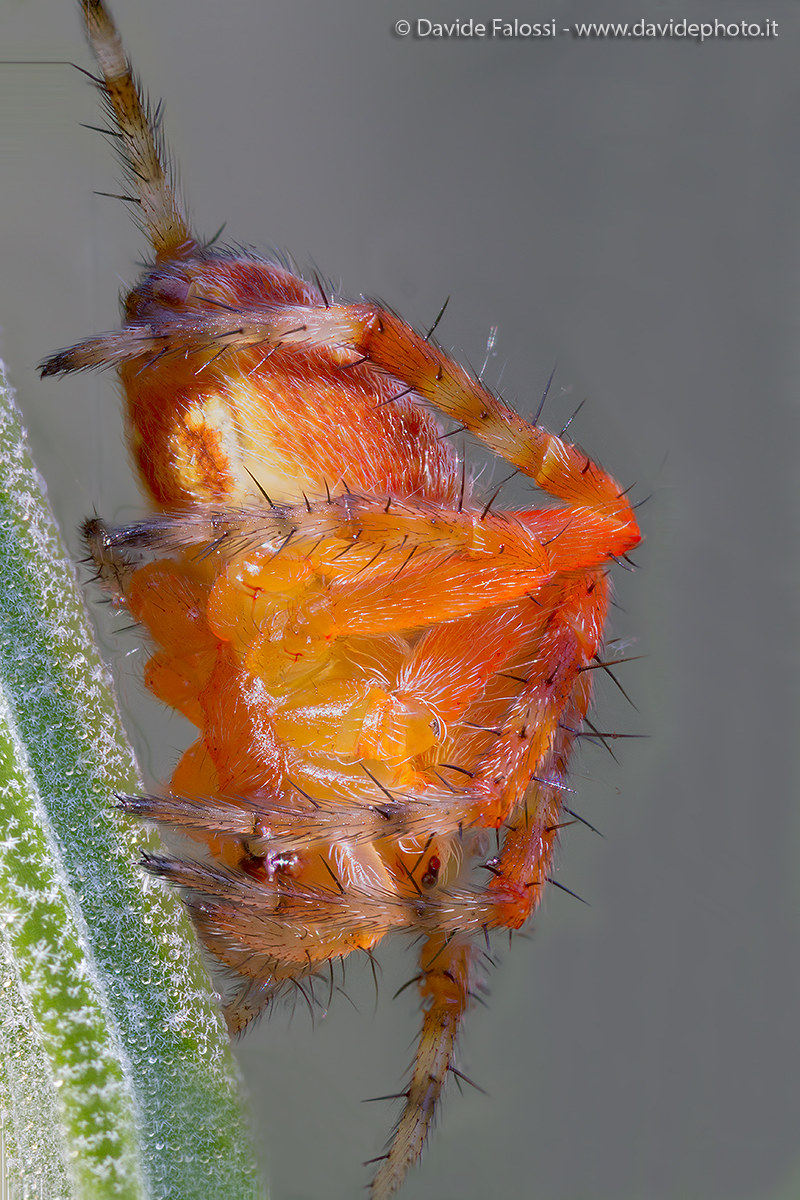 Araneus diadematus