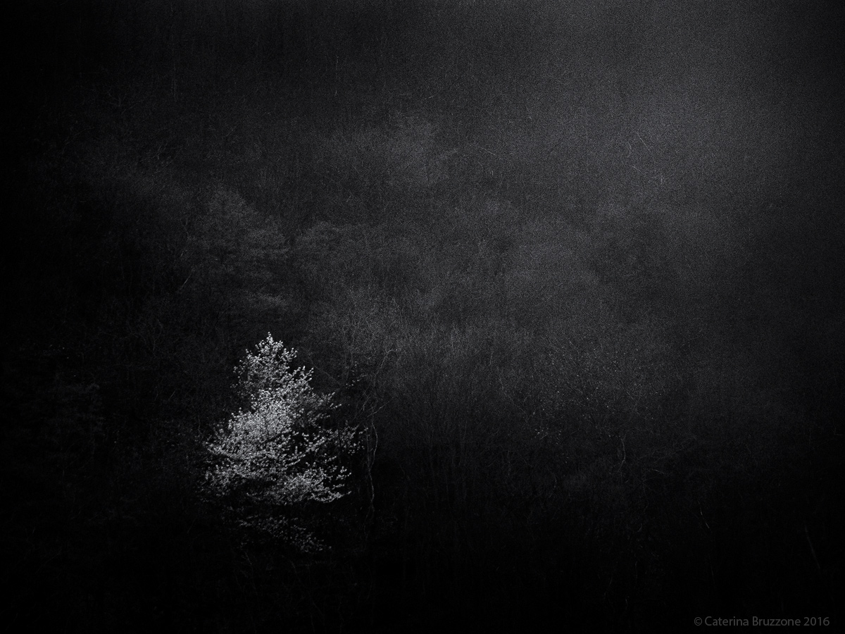 Faticosamente Primavera