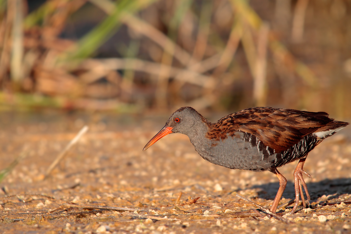 Water Rail