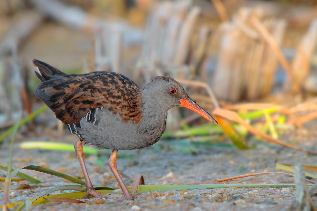 Water Rail
