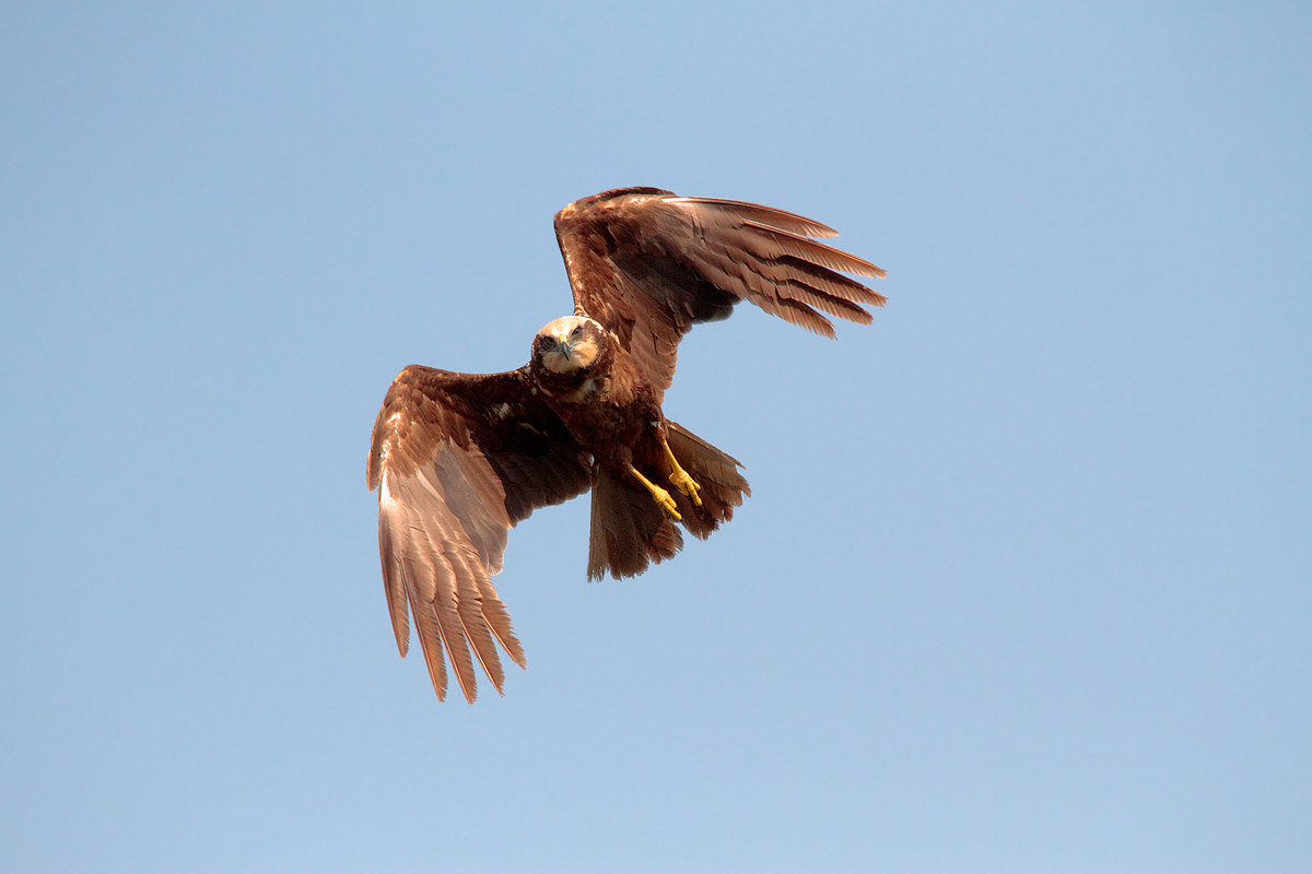 Marsh Harrier.