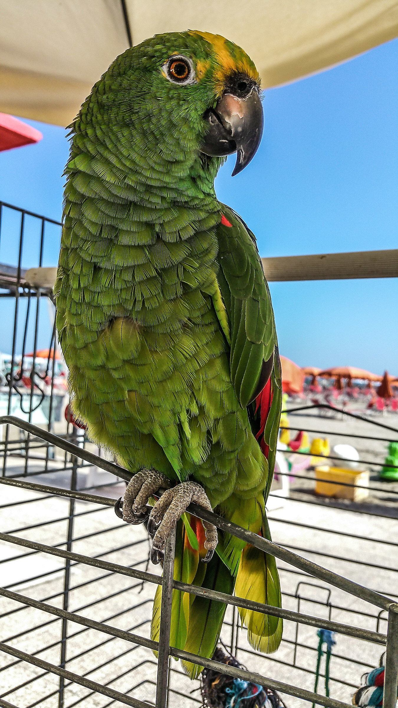 Parrot on the beach