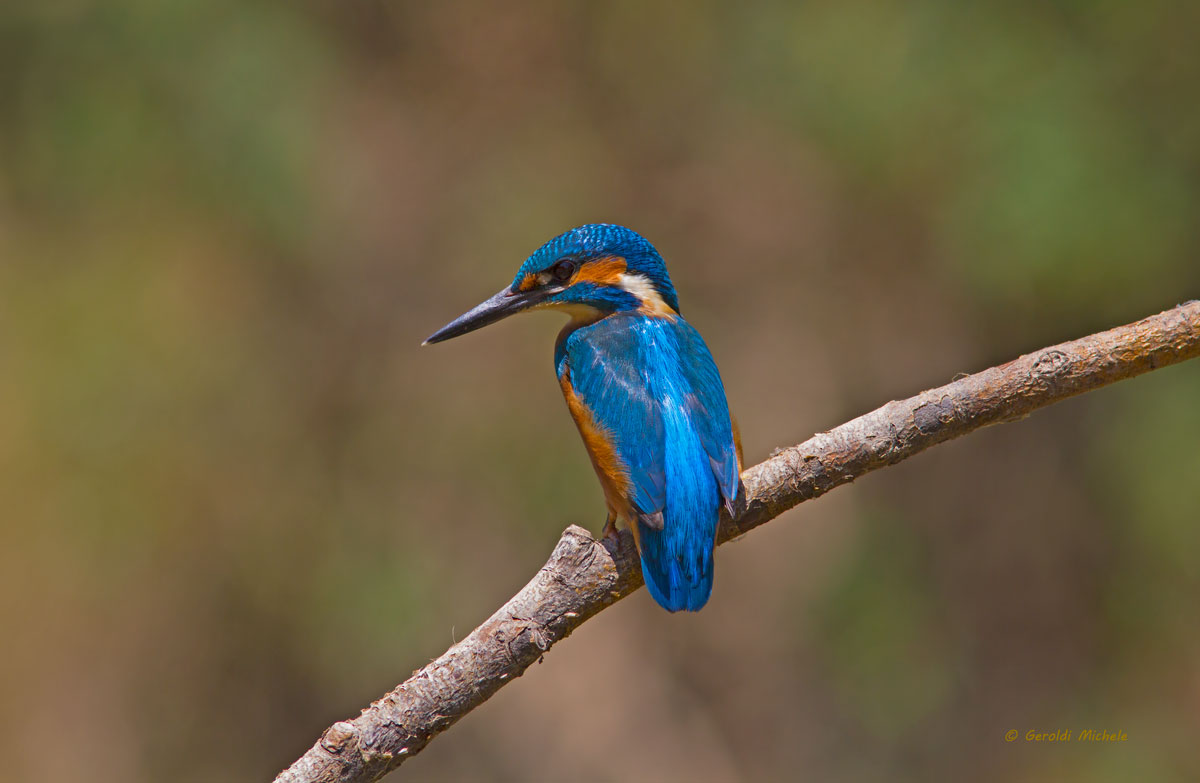 Il primo Martino non si scorda mai