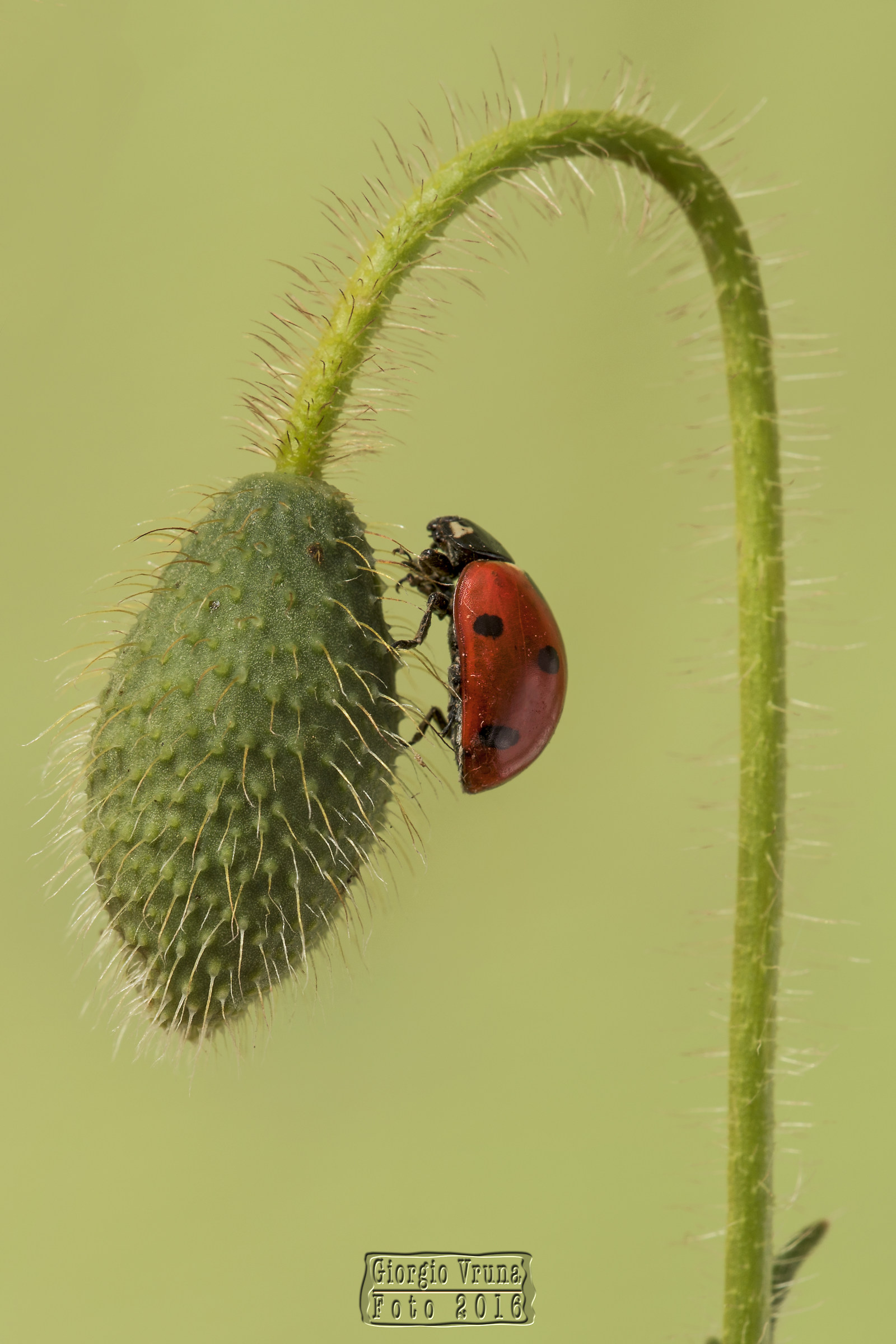 Will bring good luck ??