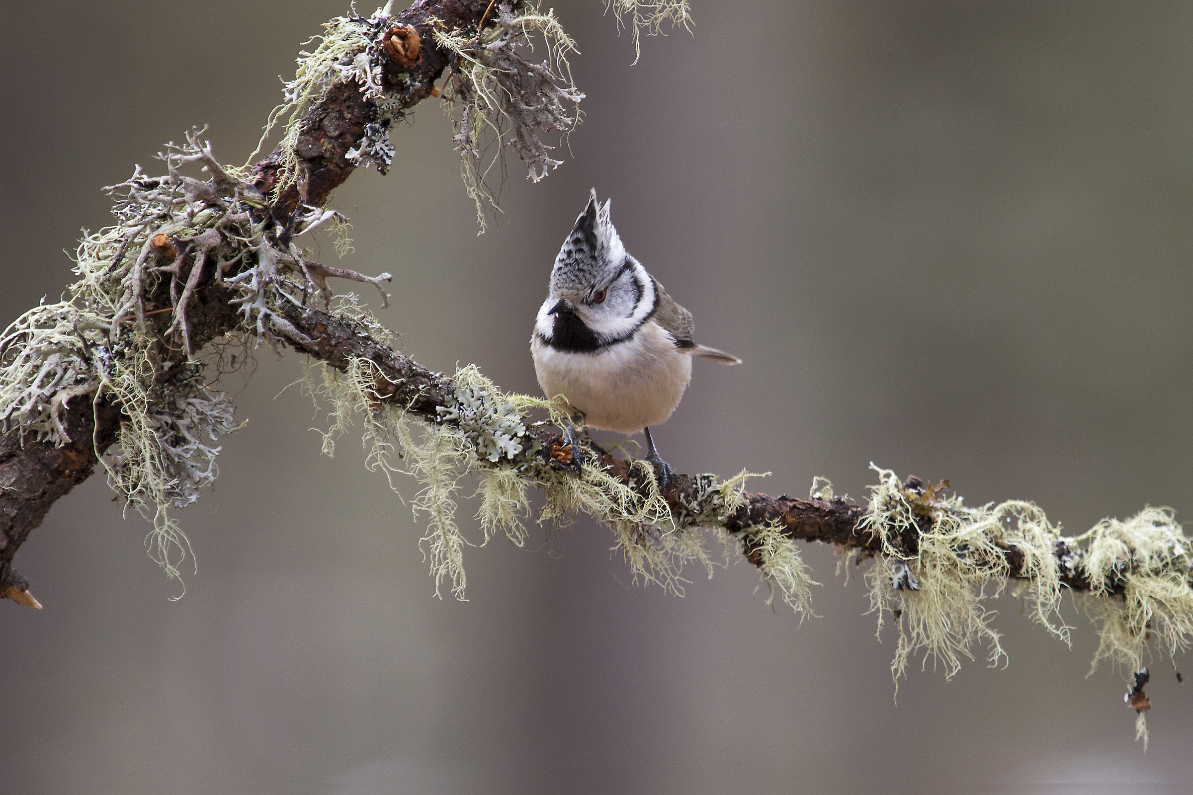 Tit with forelock