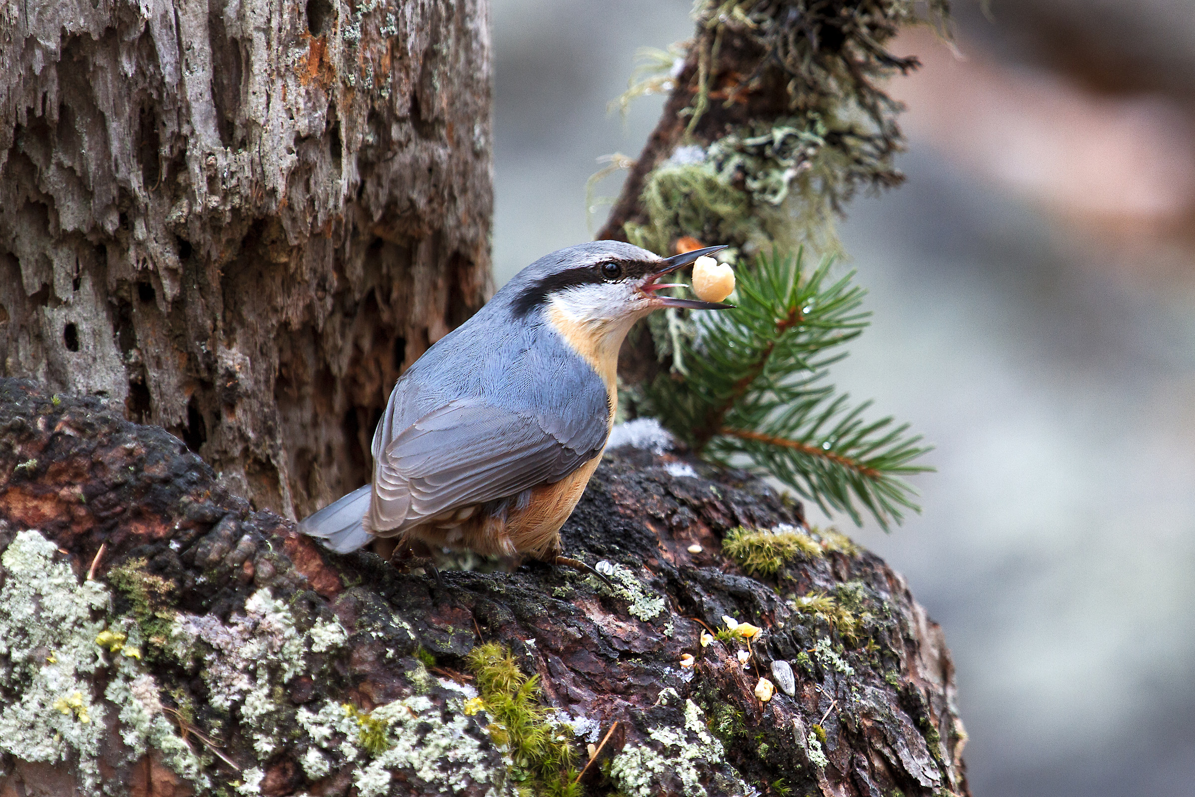 nuthatch