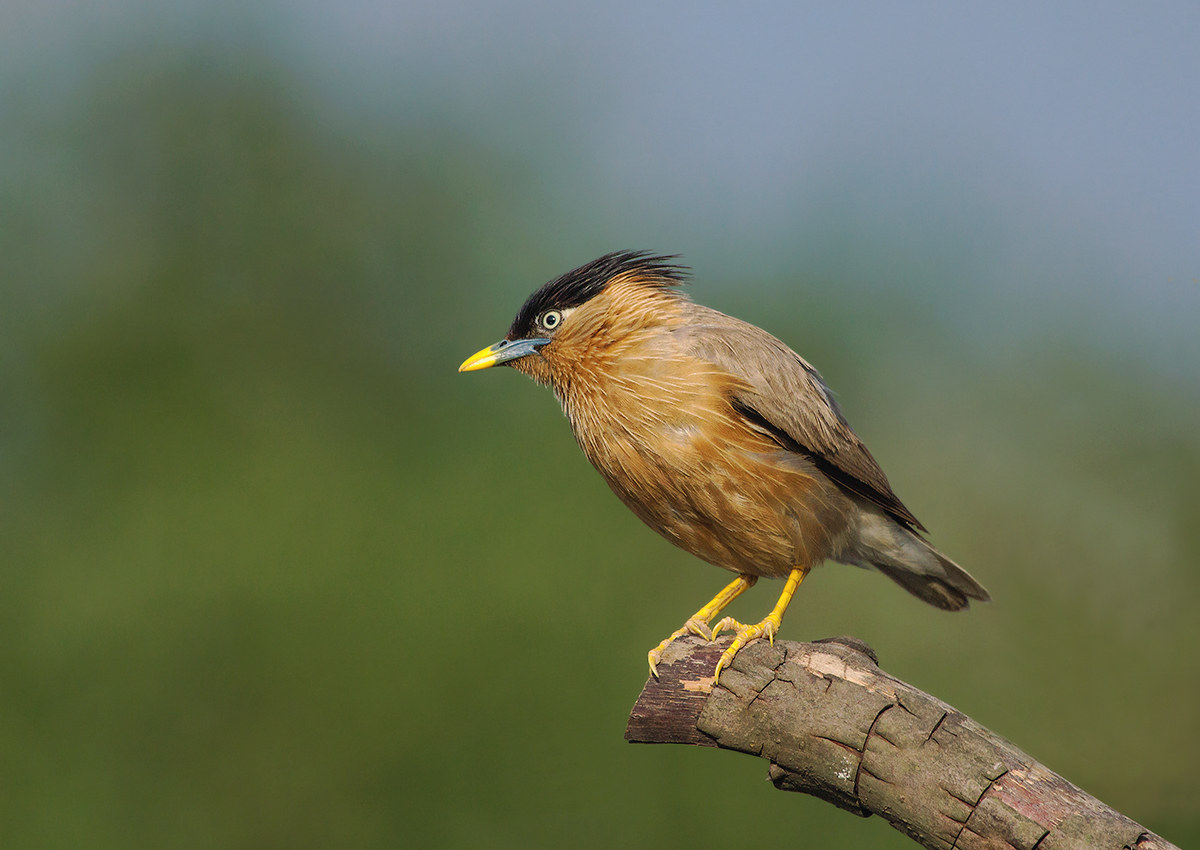 Brahminy Starling.