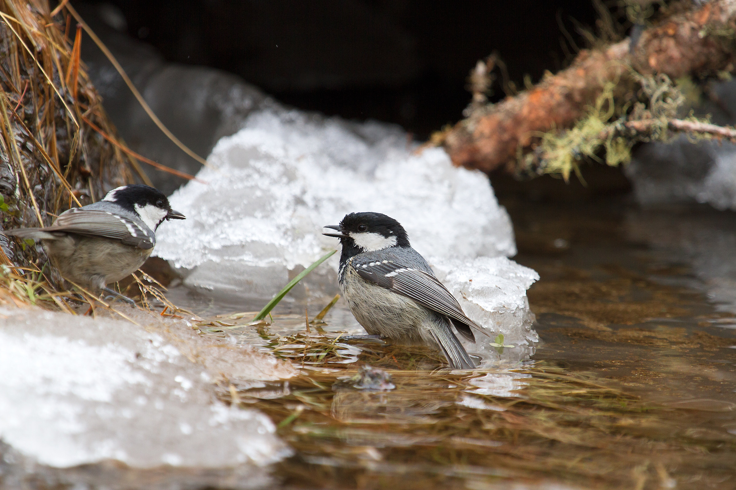 titmice blackberries