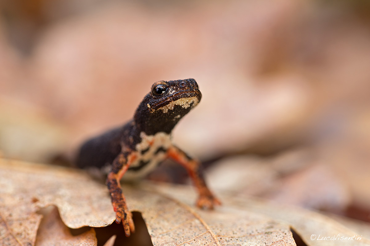 Salamandrina dagli occhiali