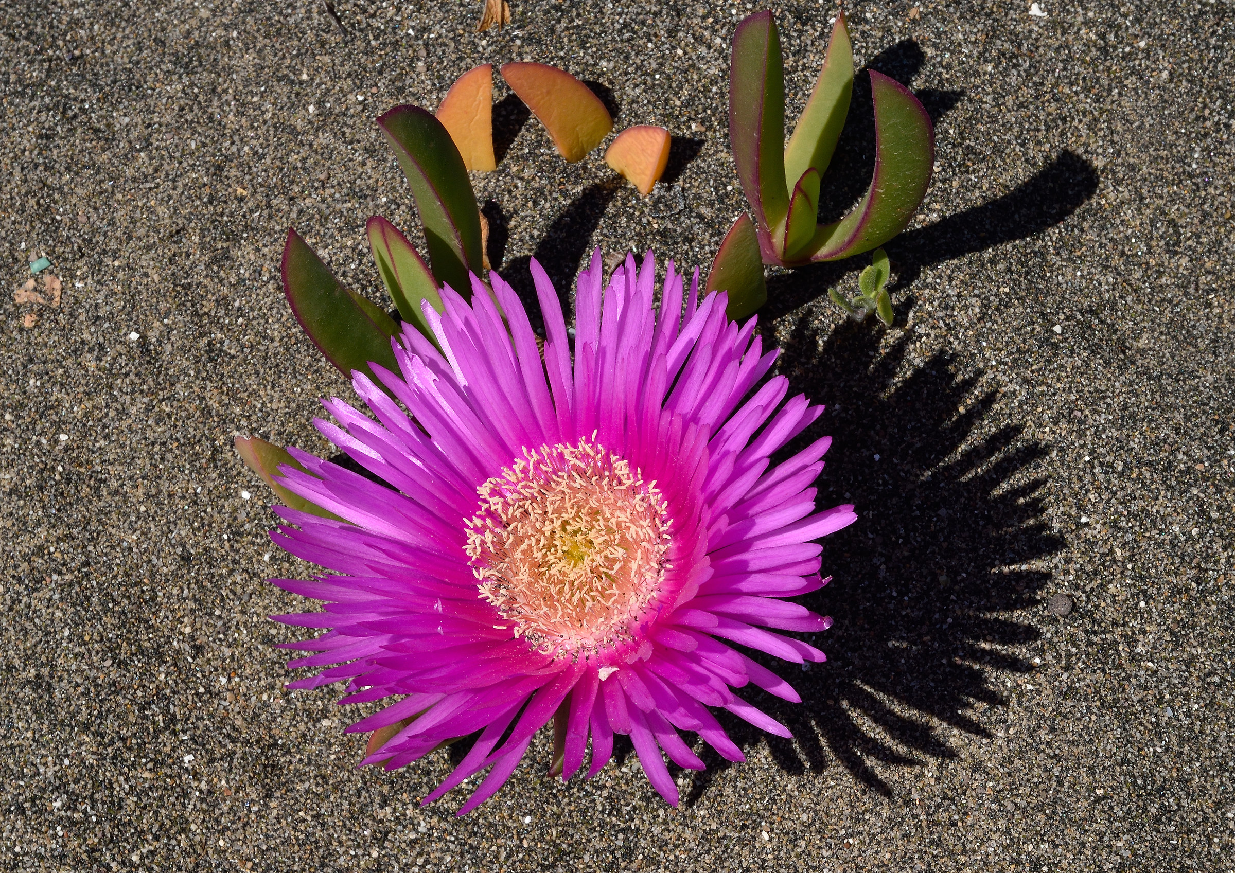 Carpobrotus Edulis