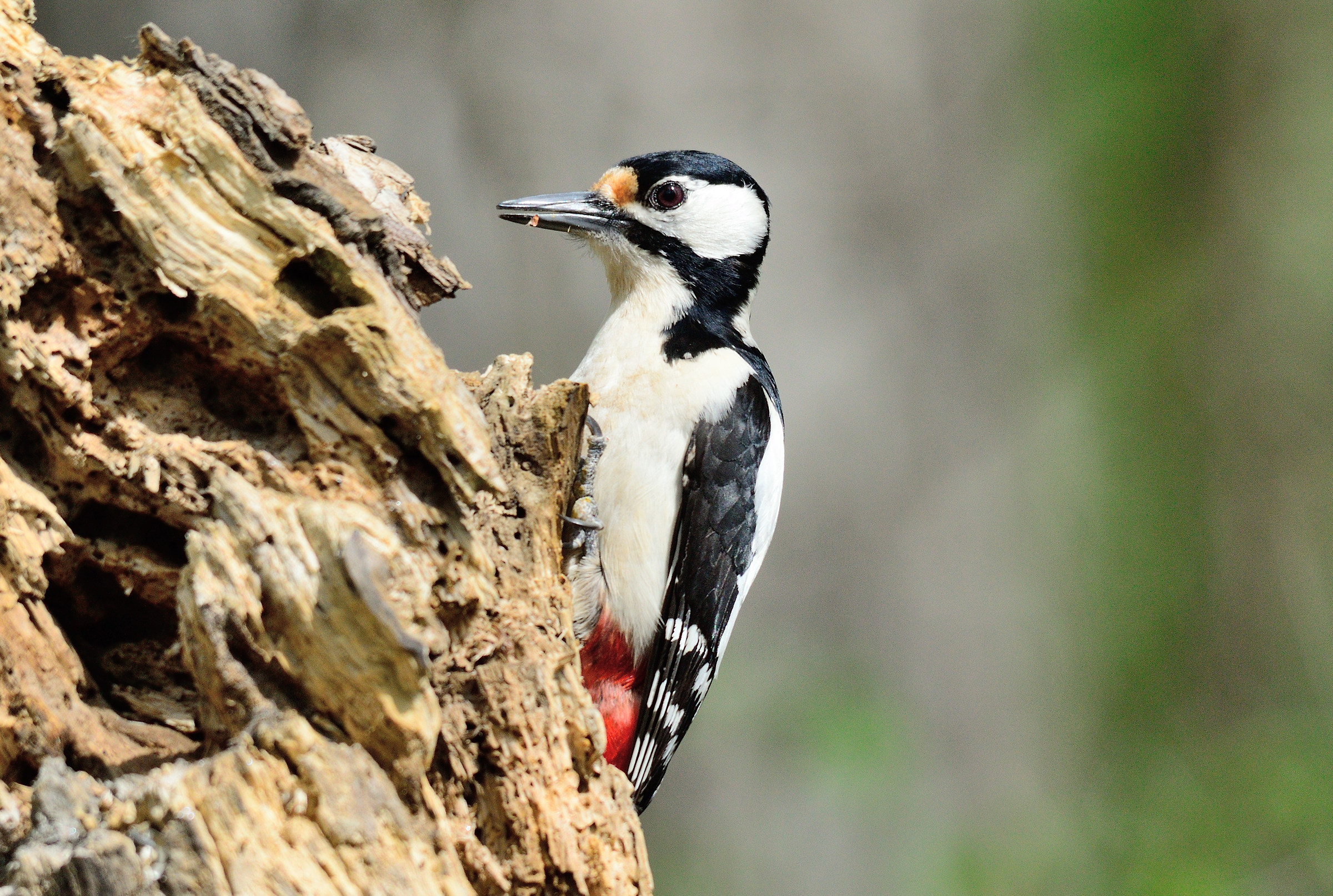 Picchio rosso maggiore