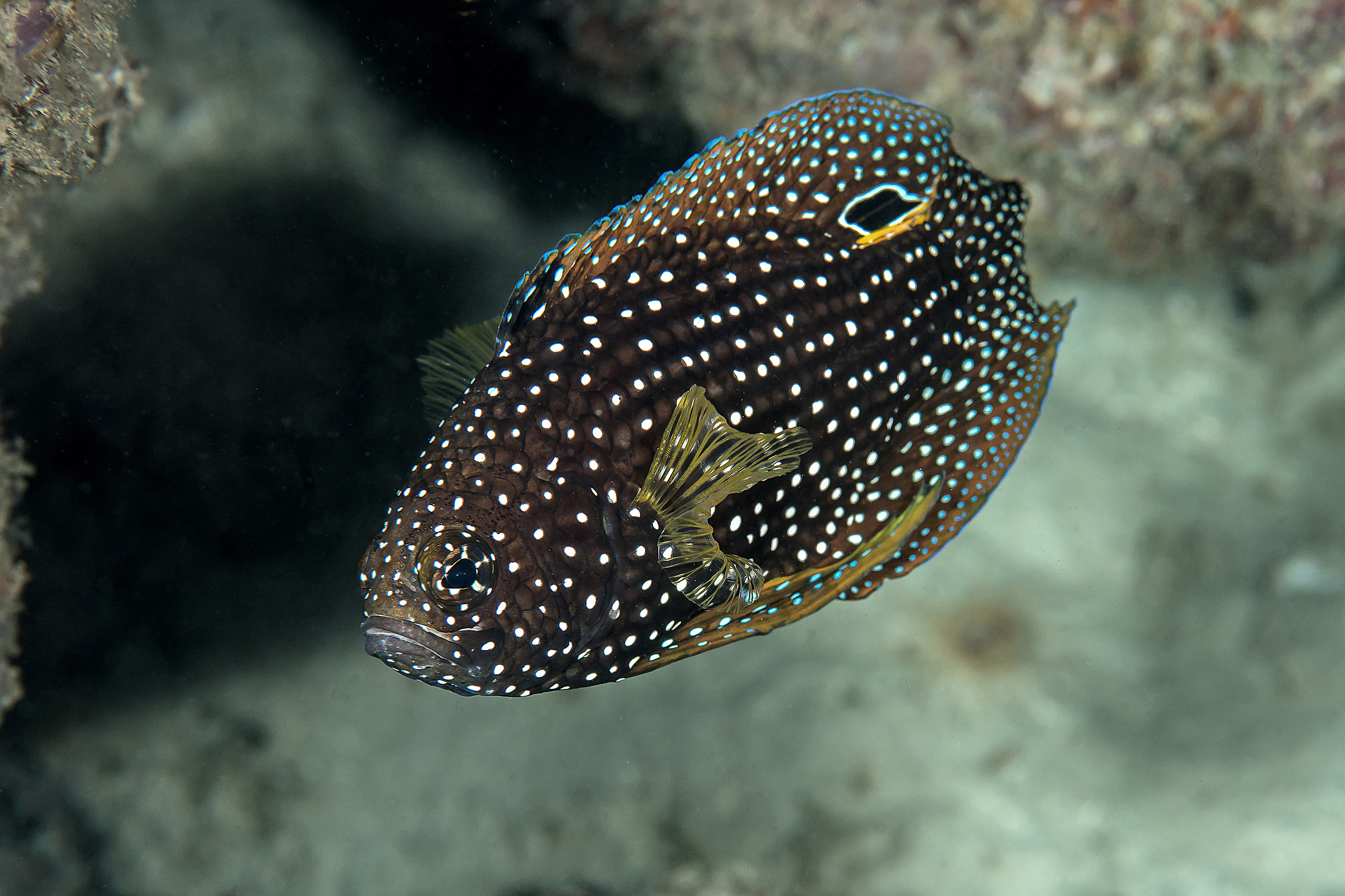 Callioplesiops altivelis