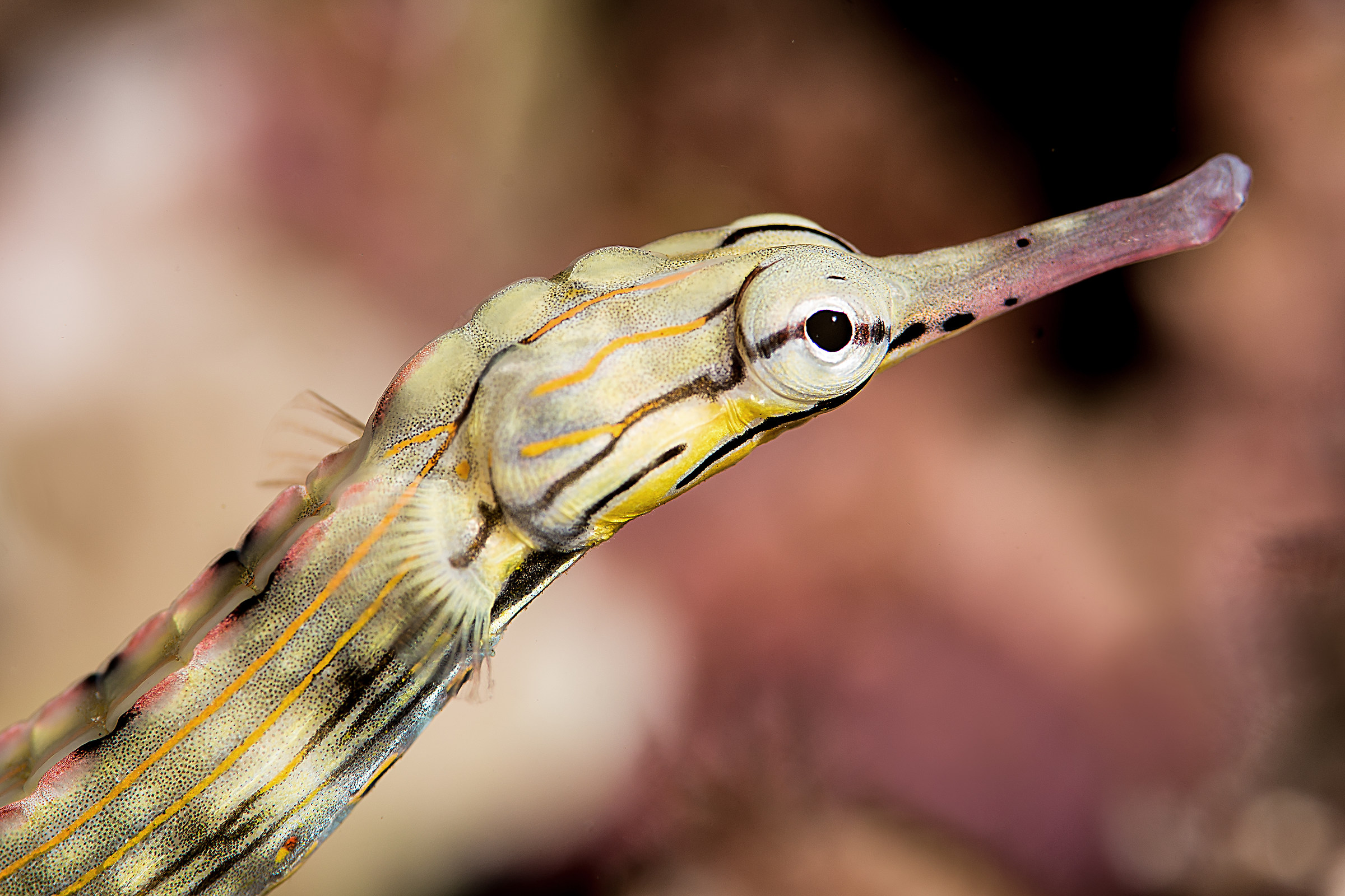 Corythoichthys flavofasciatus