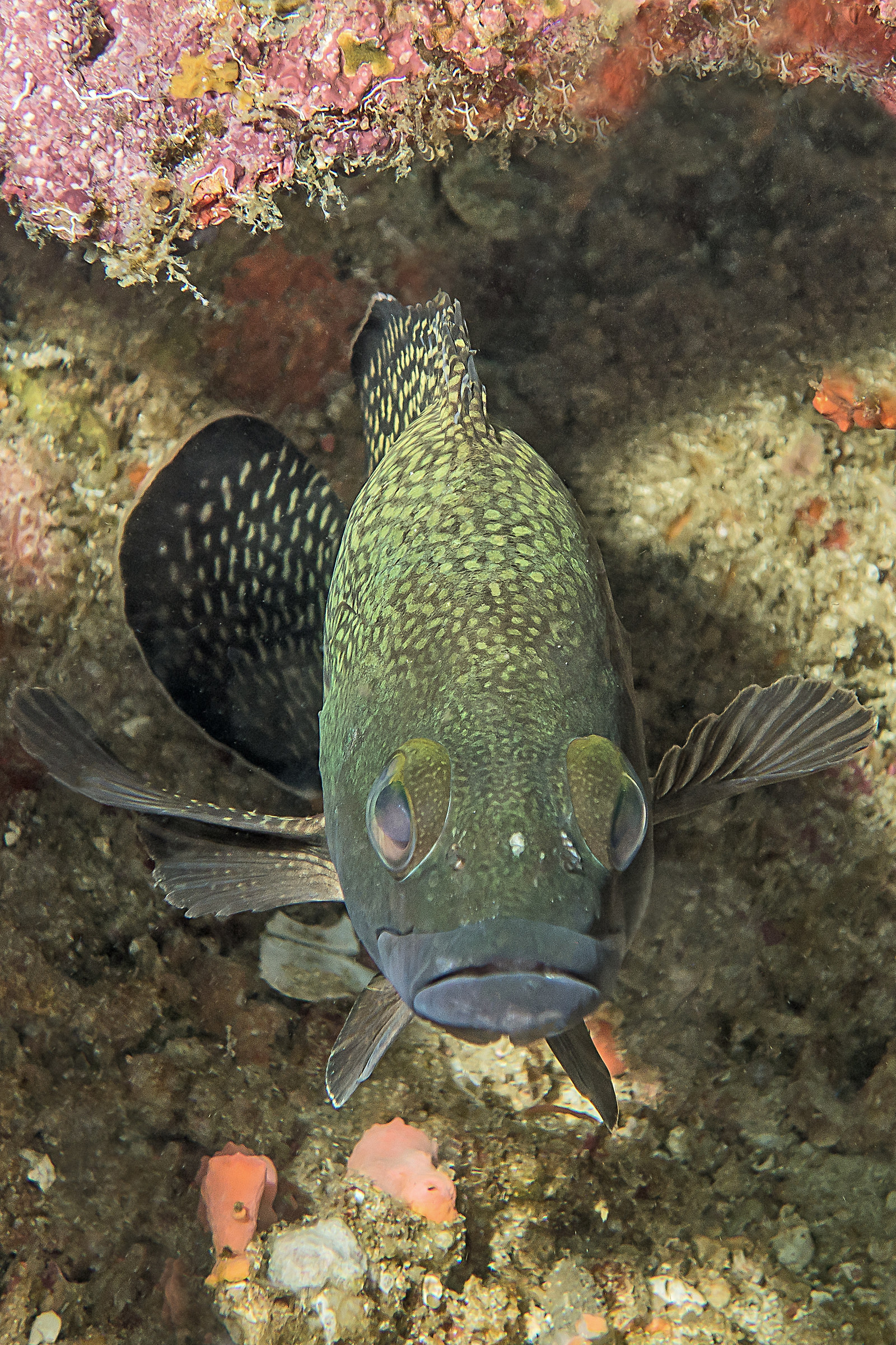 Epinephelus ongus