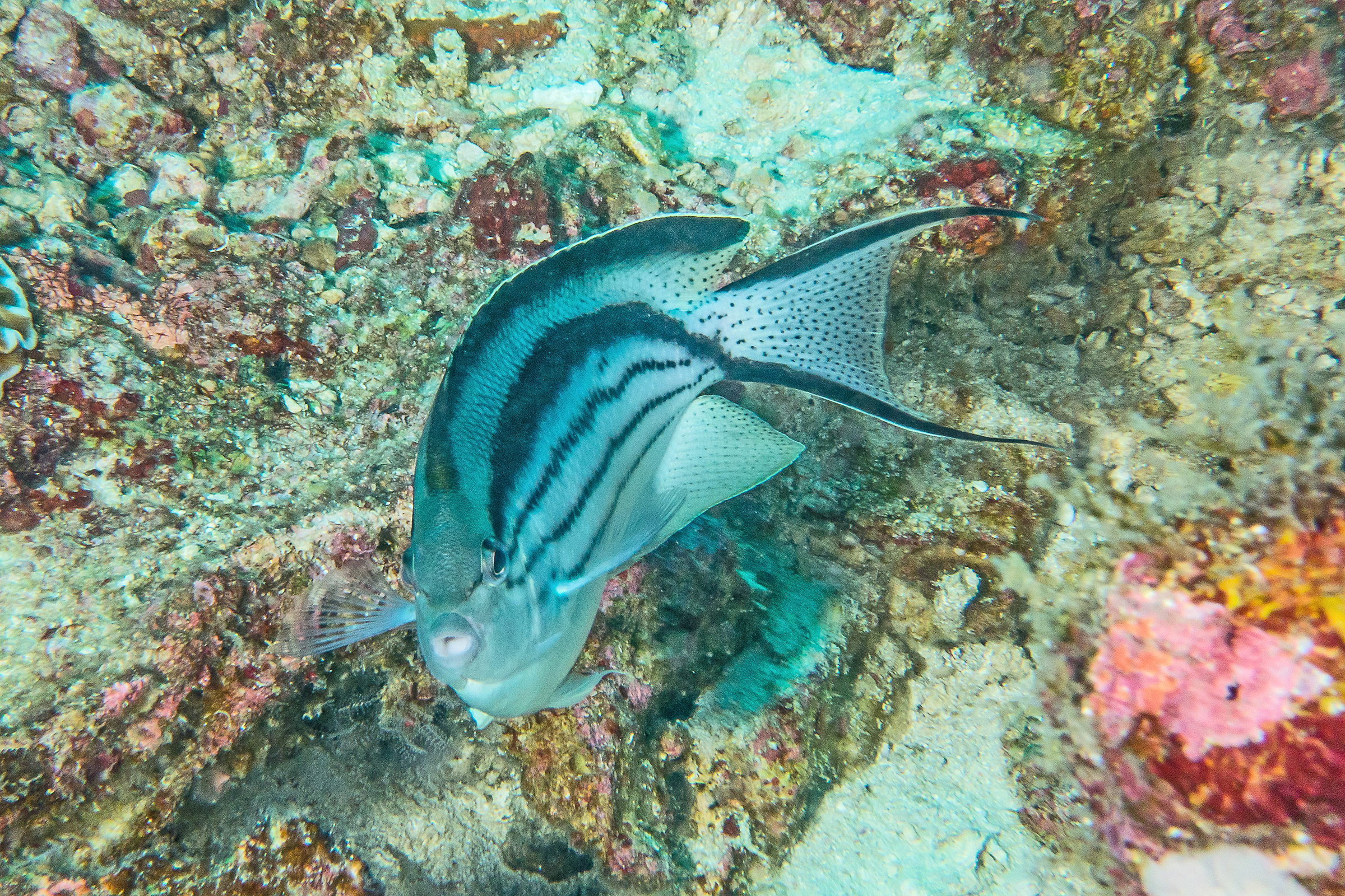 Genicanthus lamarck f