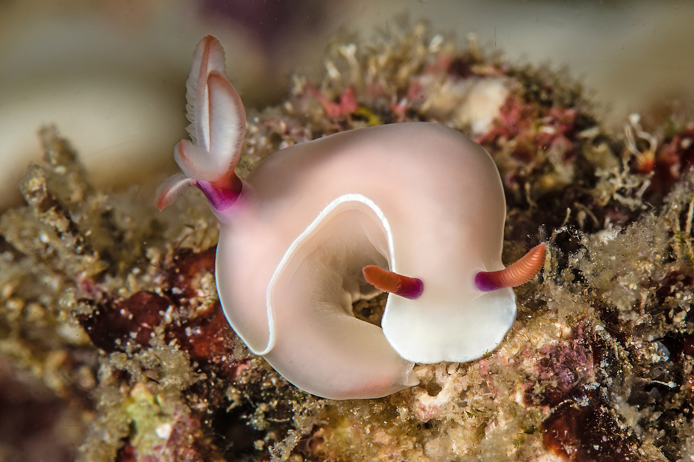 Hypselodoris bullocki