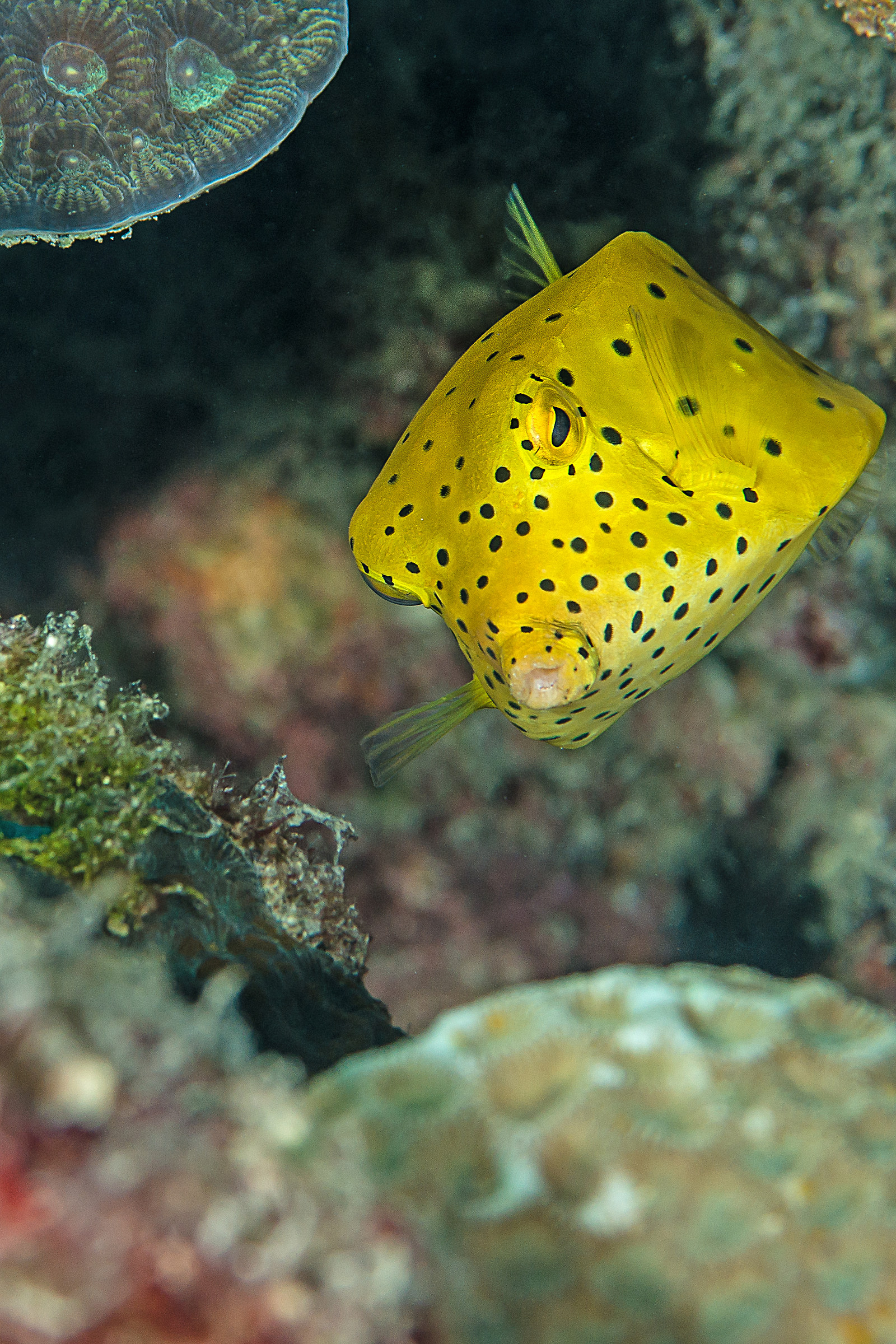Yellow boxfish juv