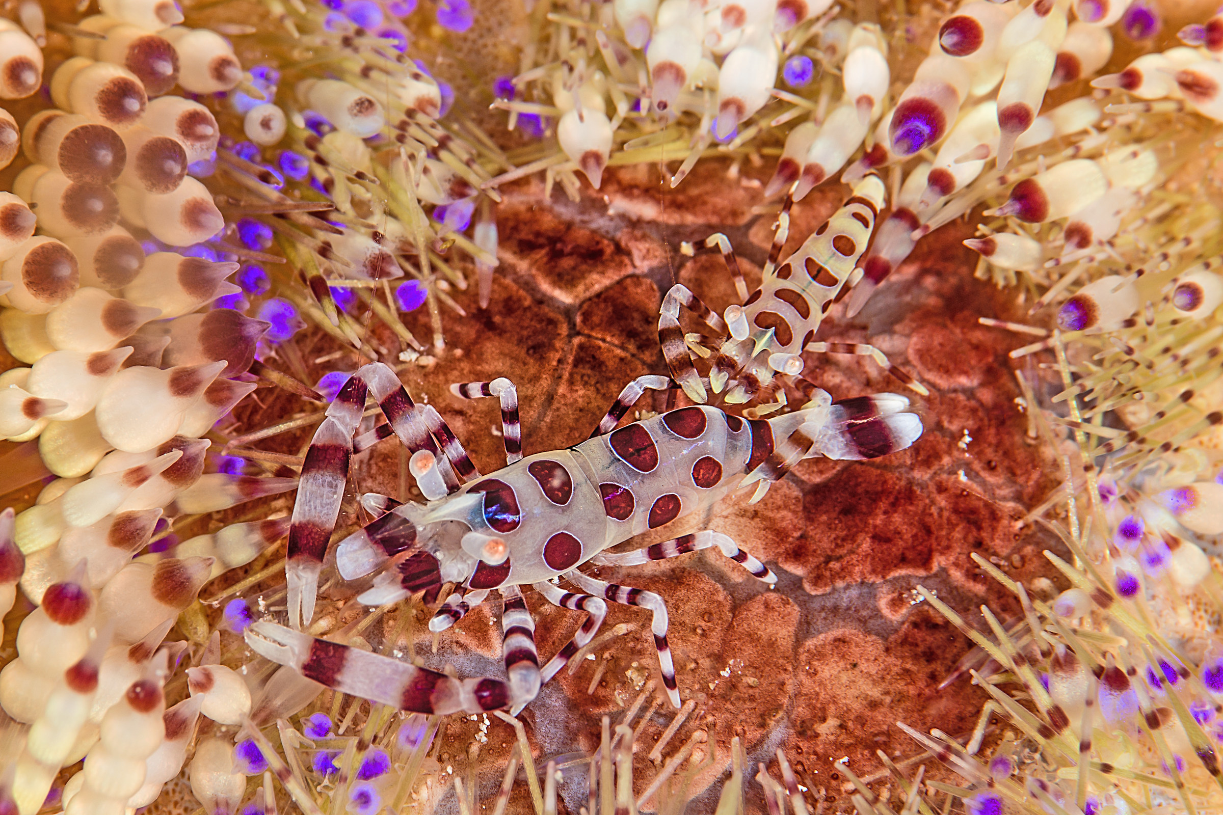 Periclimenes colemani