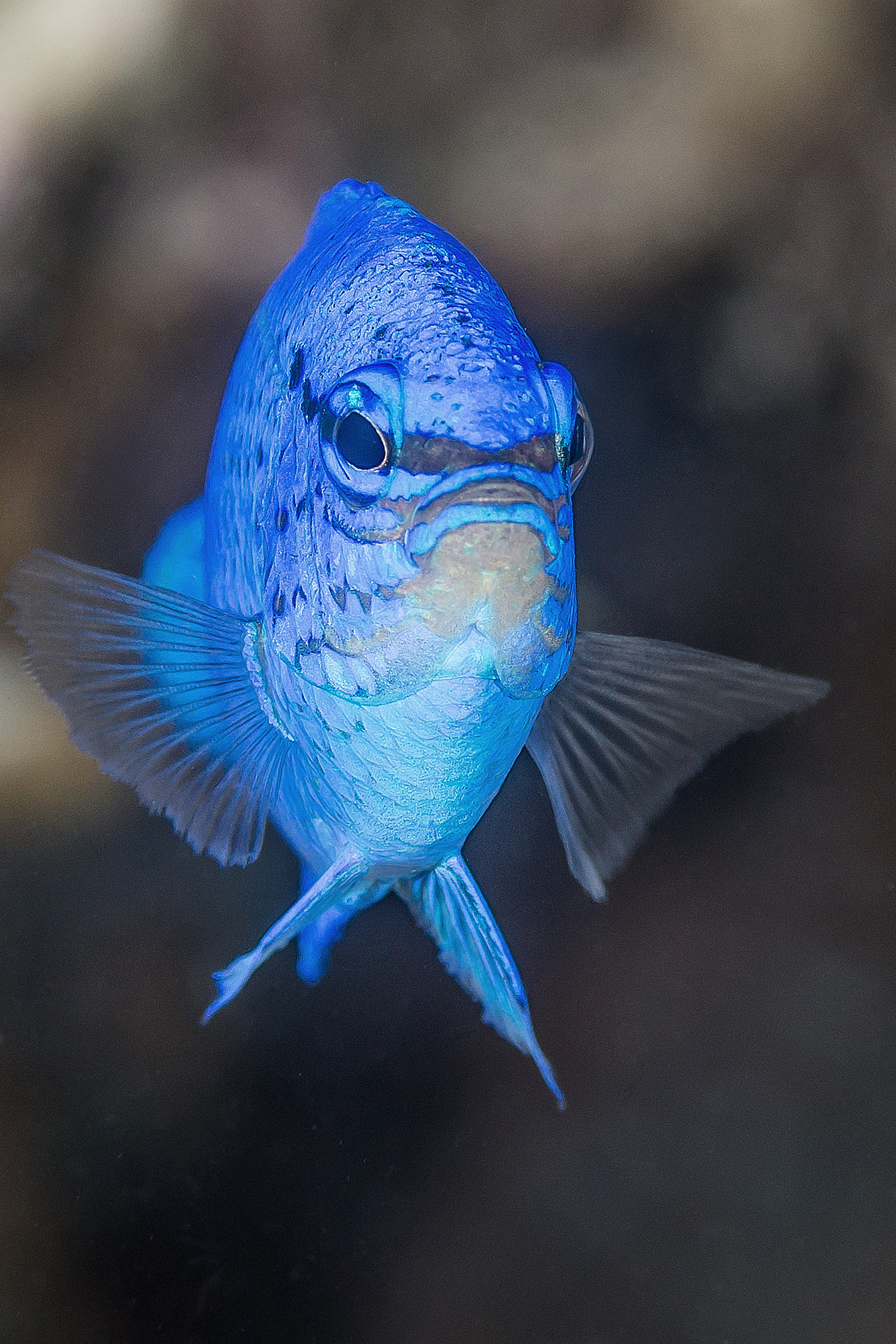 pomacentrus coelestis