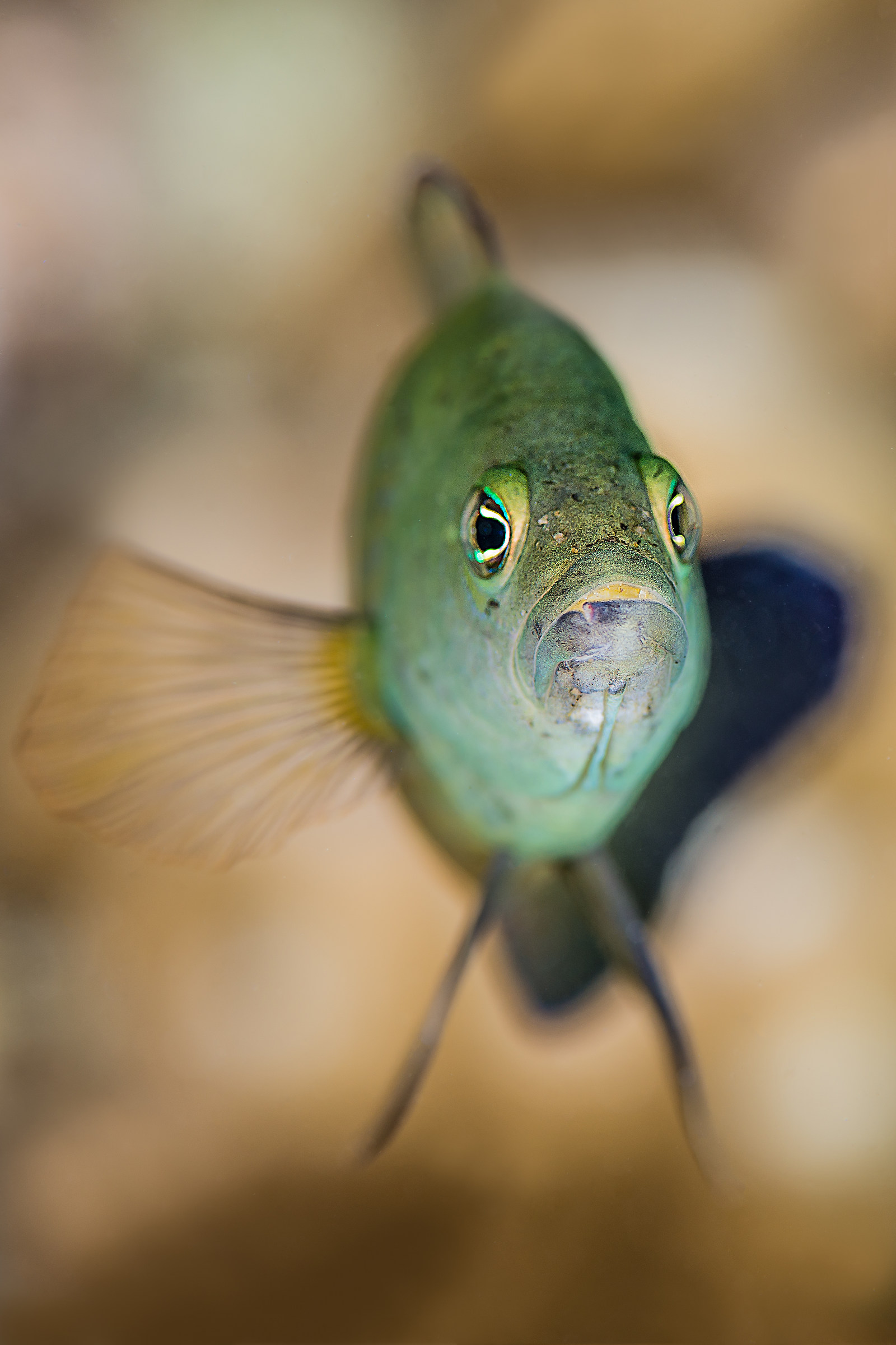 Pseudochromis fuscus
